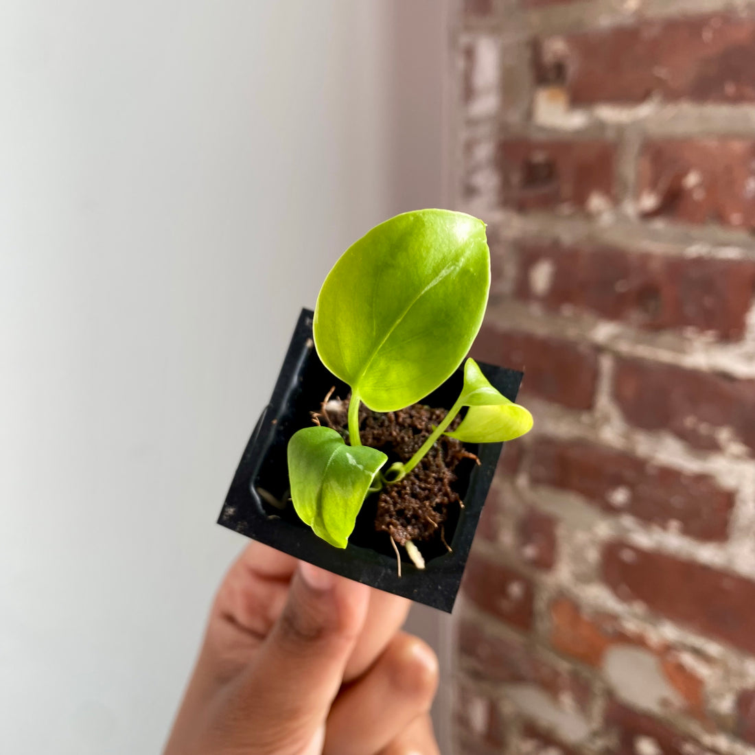 Monstera Bulbasaur 4037
