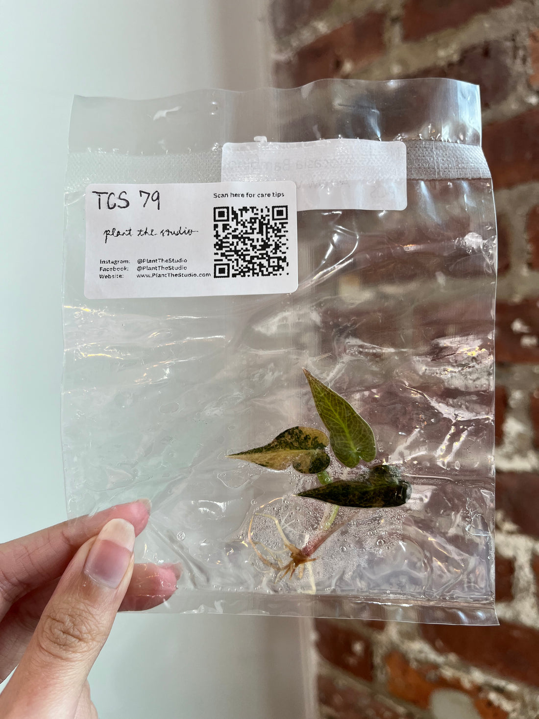 Alocasia Bambino Aurea TCS 79
