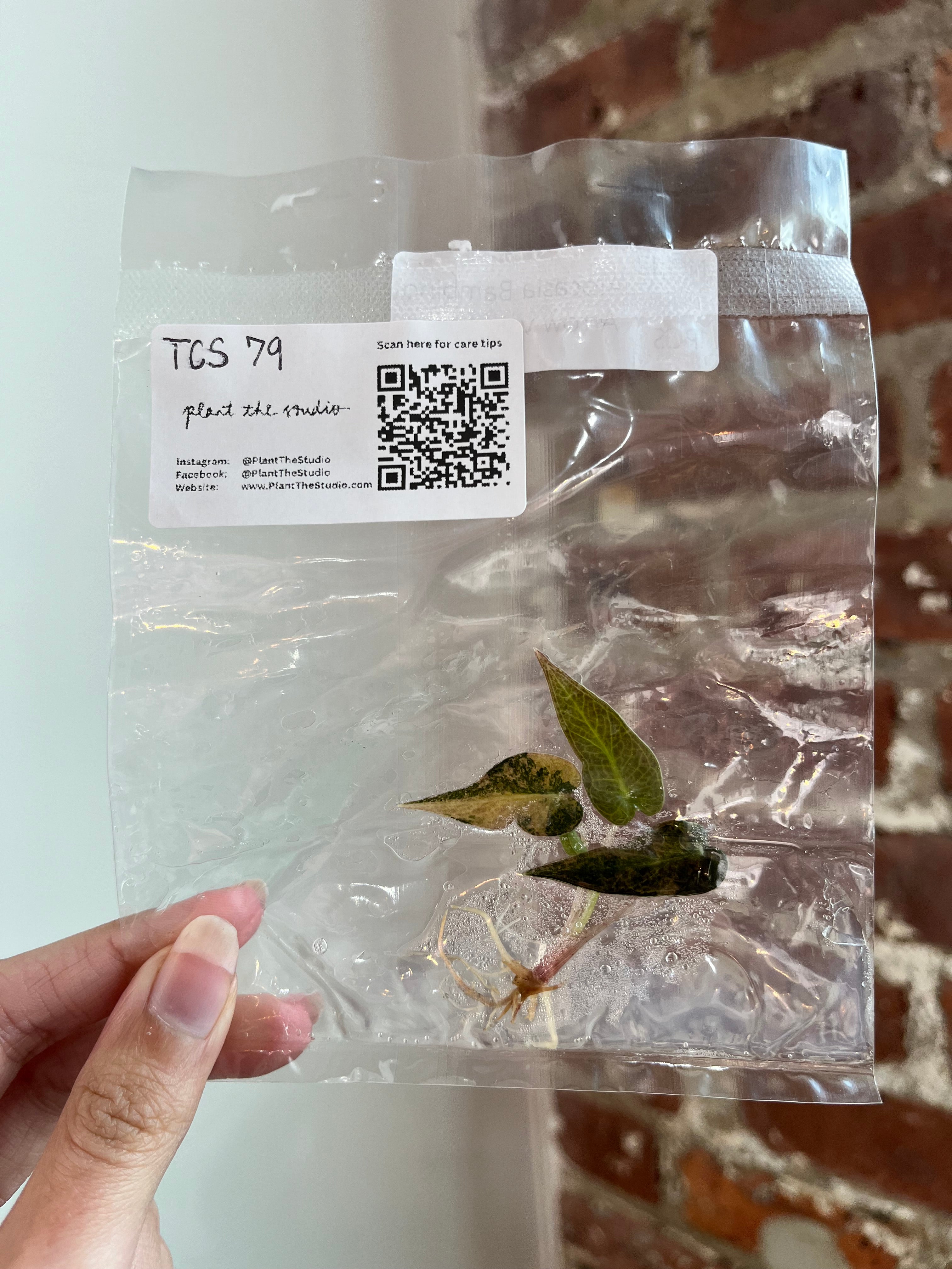 Alocasia Bambino Aurea TCS 79