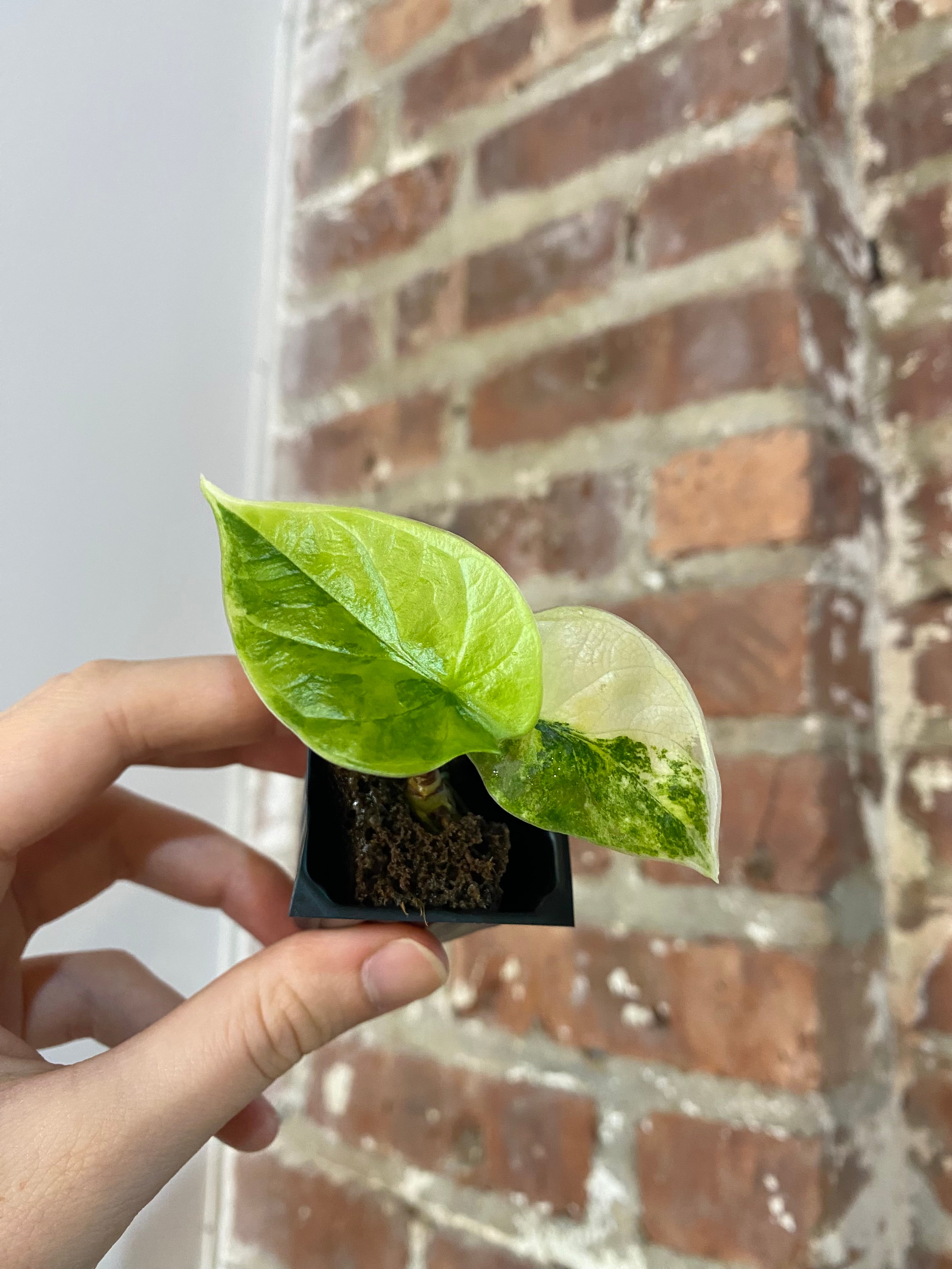 Alocasia Silver Dragon Aurea 4873