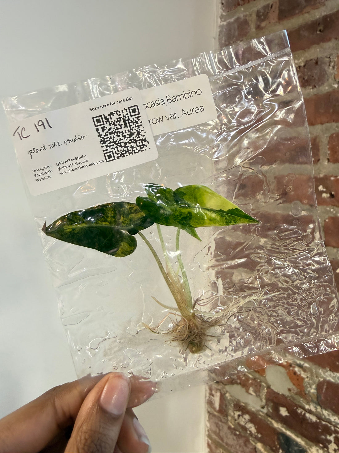 Alocasia Bambino Aurea TCS 191