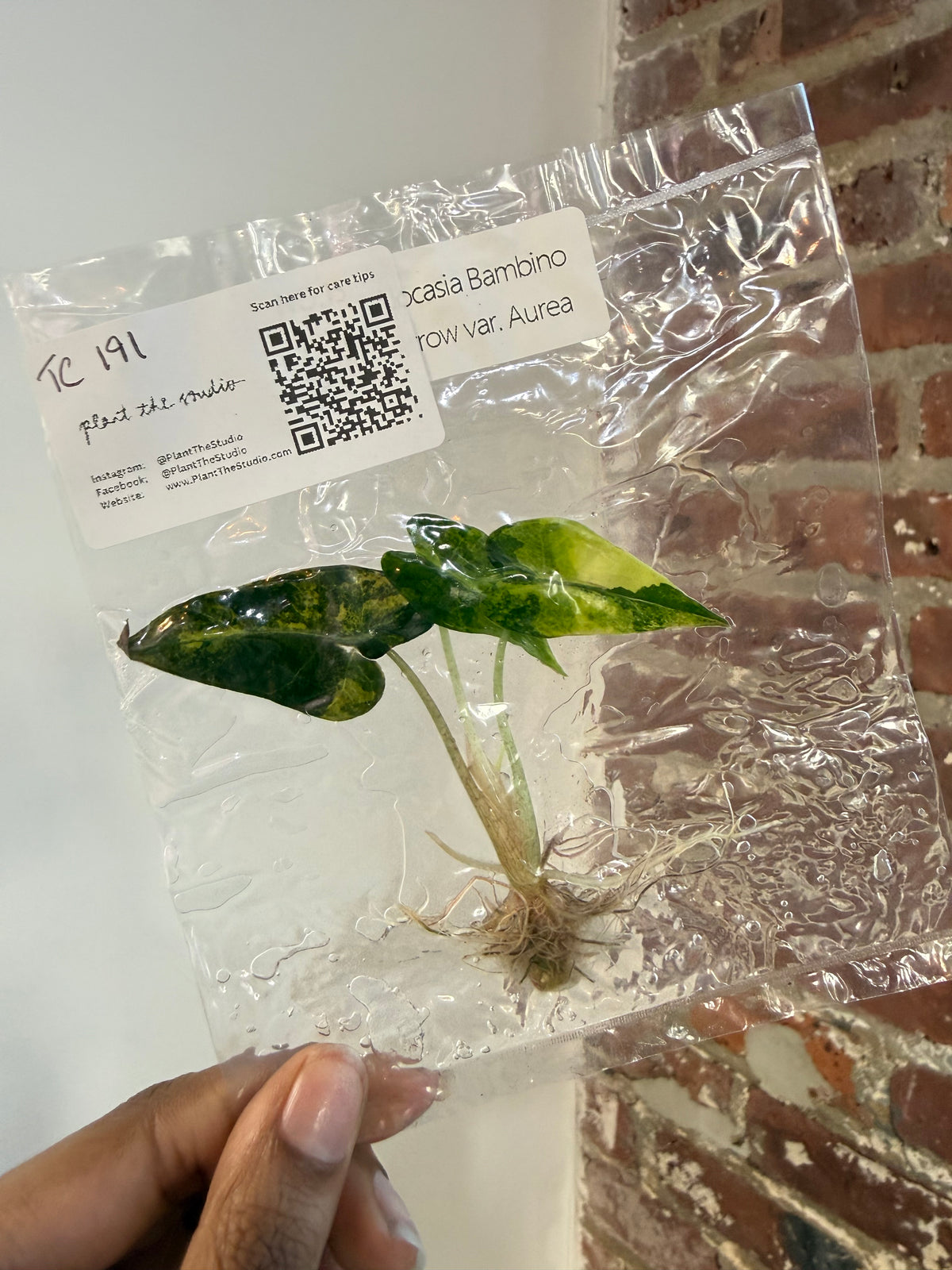 Alocasia Bambino Aurea TCS 191