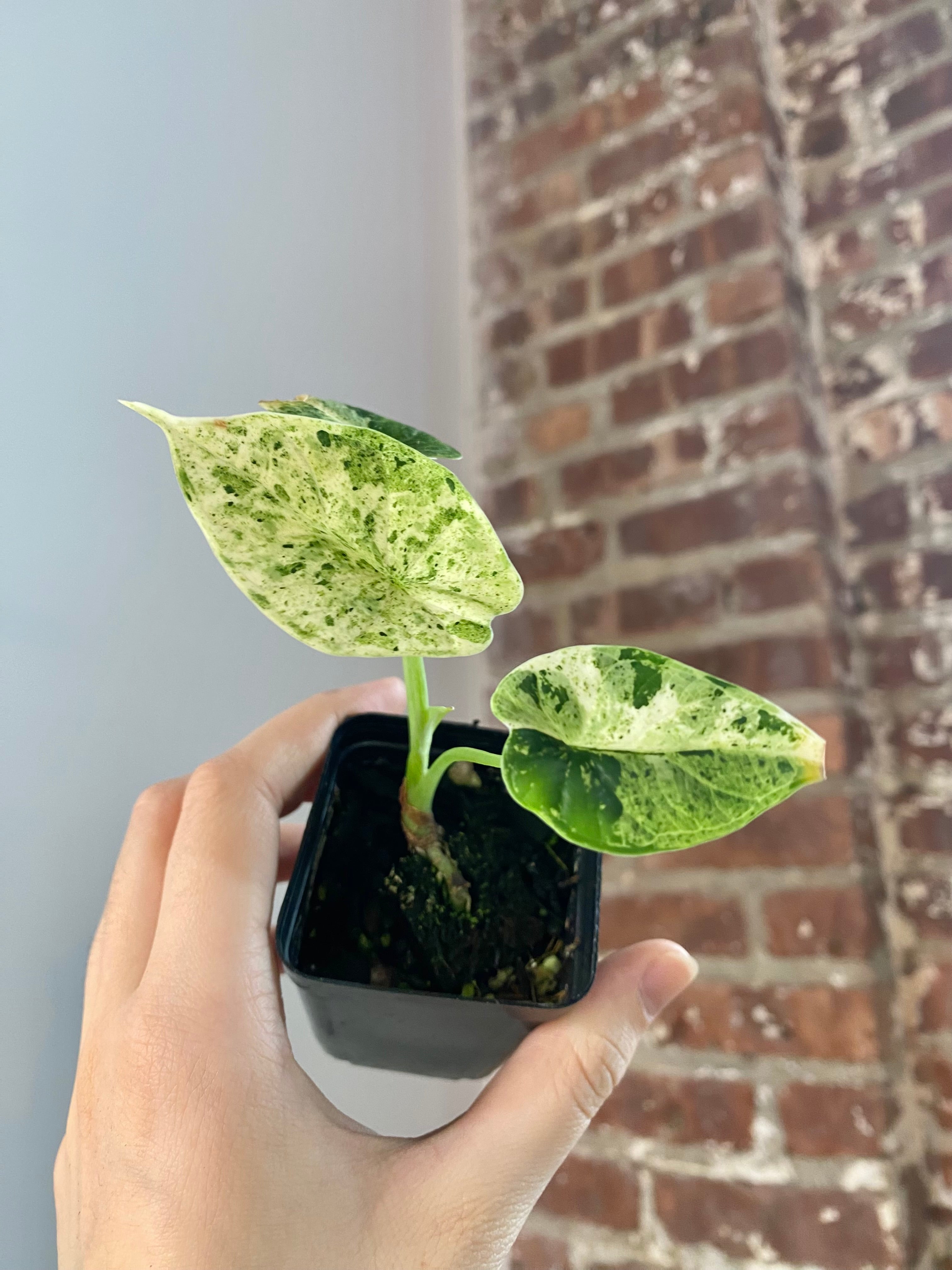 Alocasia Dragonscale Mint (Potted) 3147