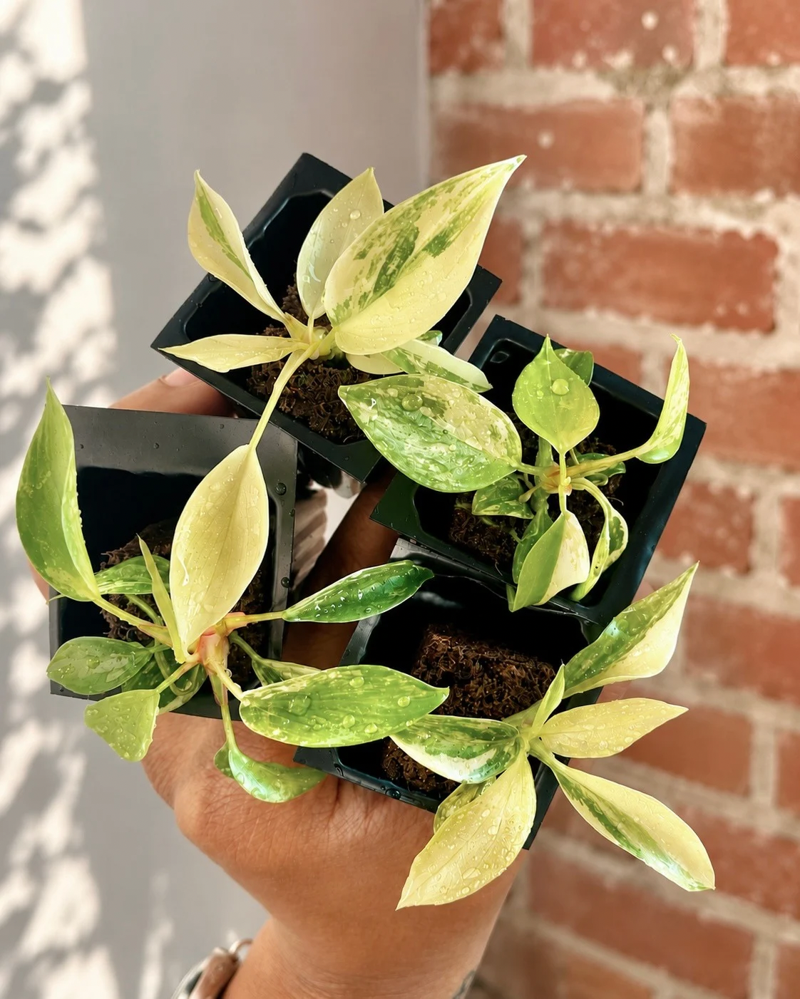 Philodendron Florida Beauty (Grower&