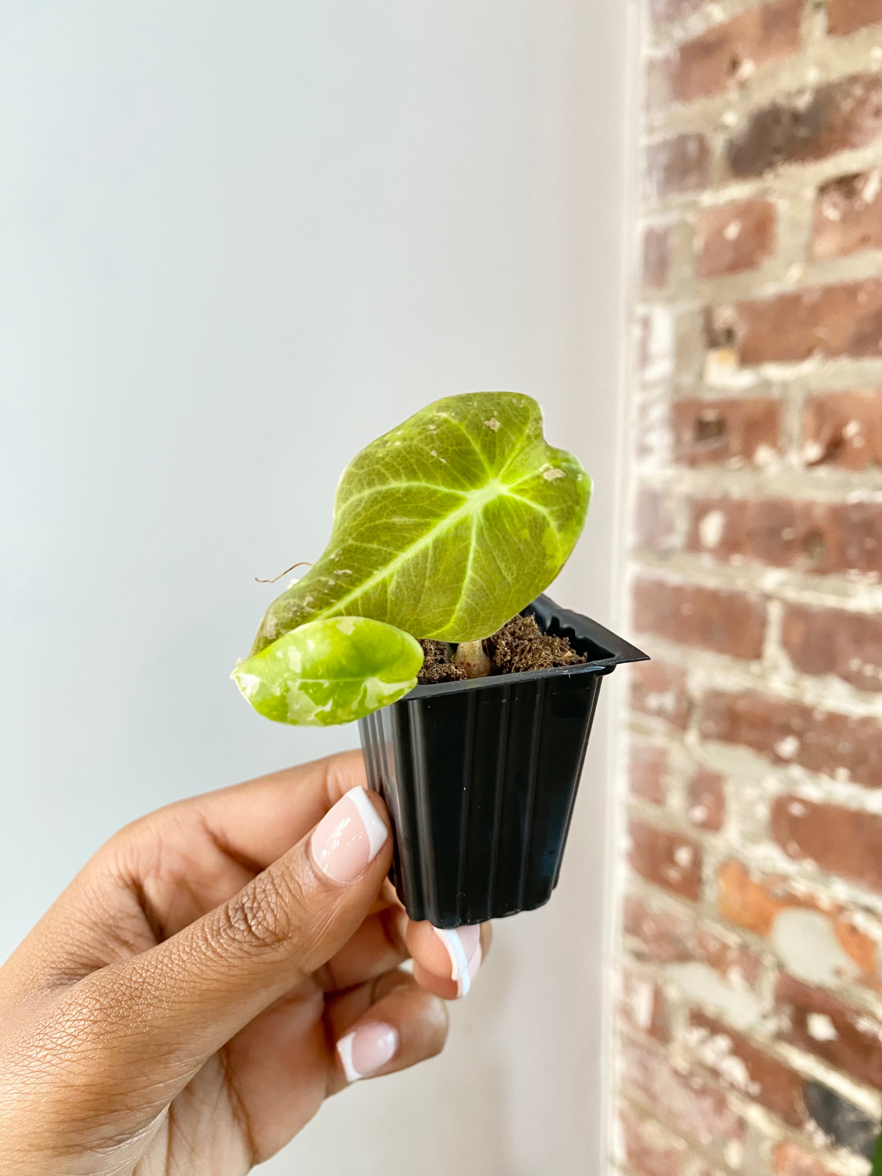 Products – Page 3 – PlantTheStudio