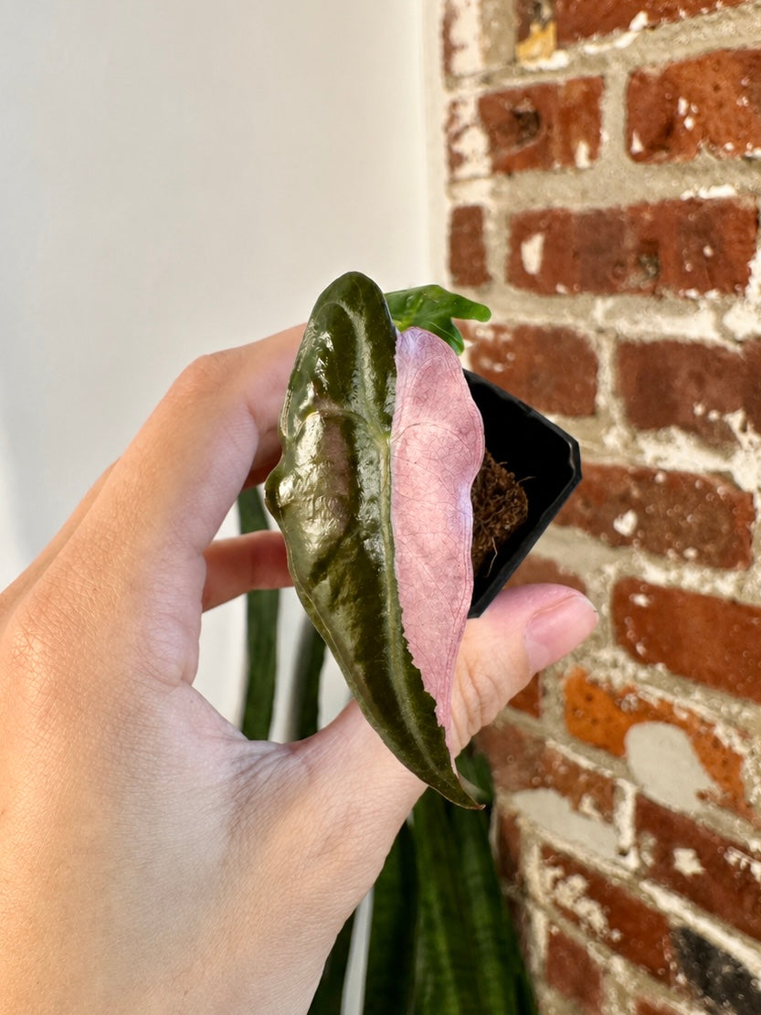 Alocasia Pink Nobilis 8518
