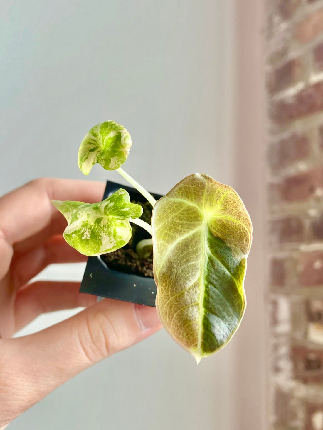 Alocasia Black Velvet Aurea / Gold 4319