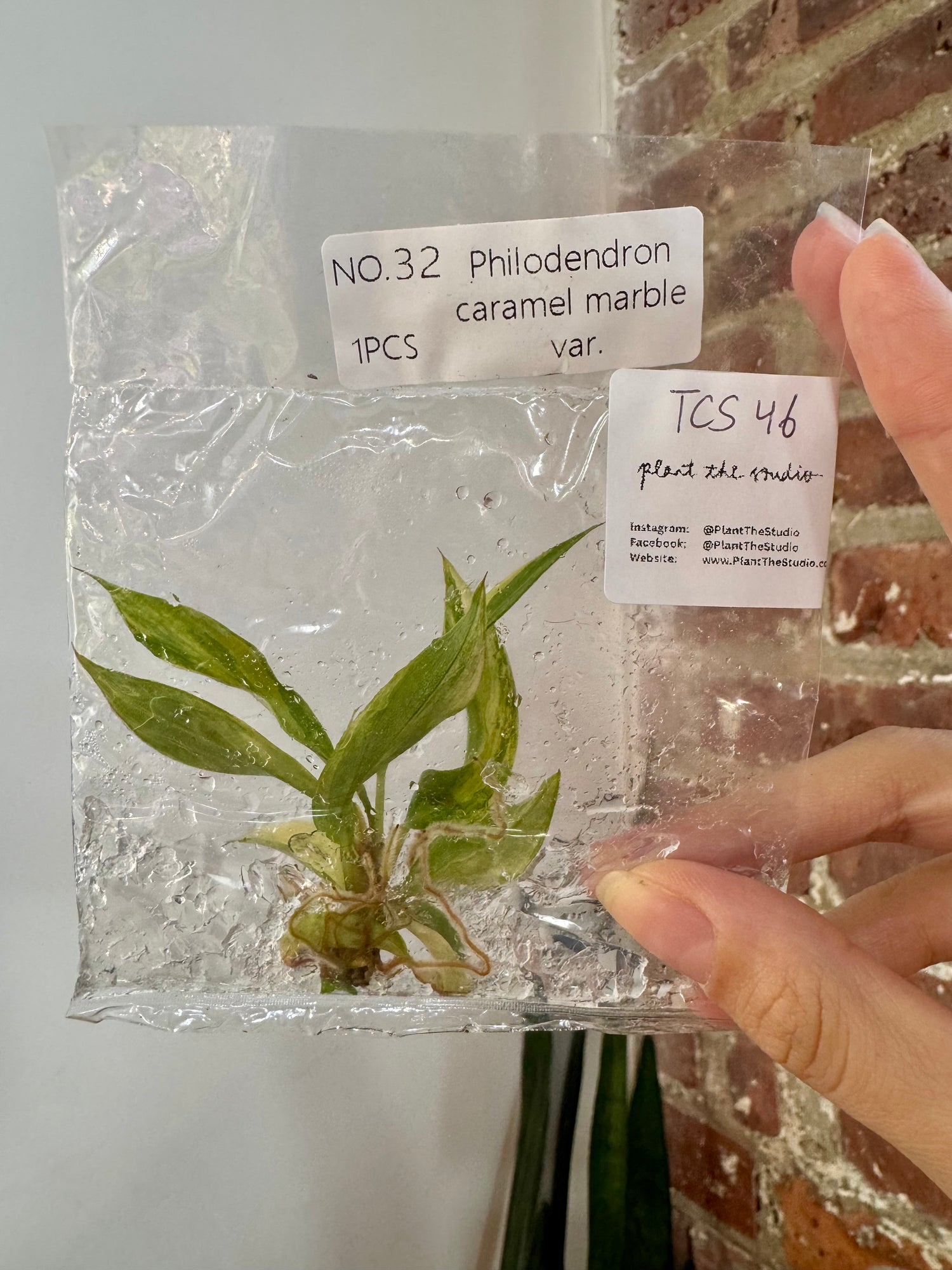 Philodendron Caramel Marble Var. TCS 46