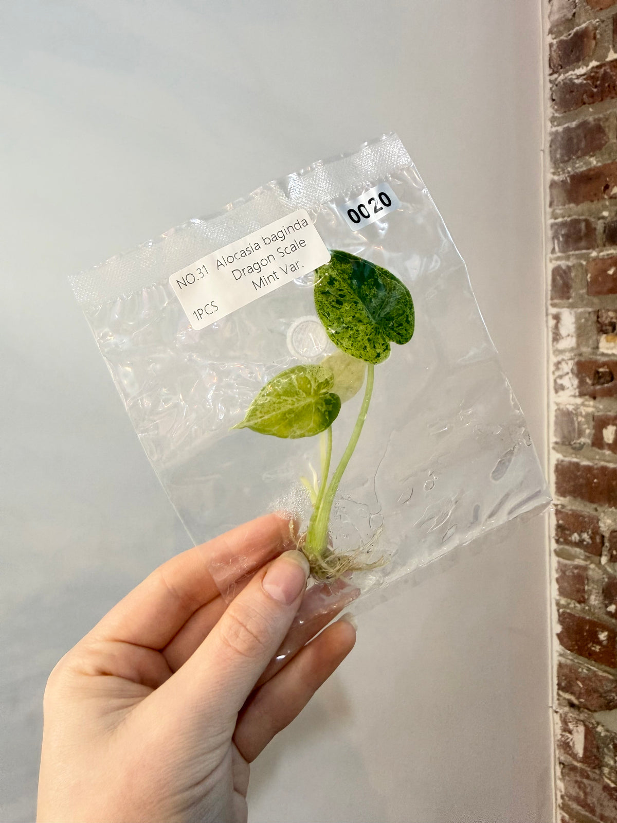 Alocasia Dragonscale Mint TCS 0020