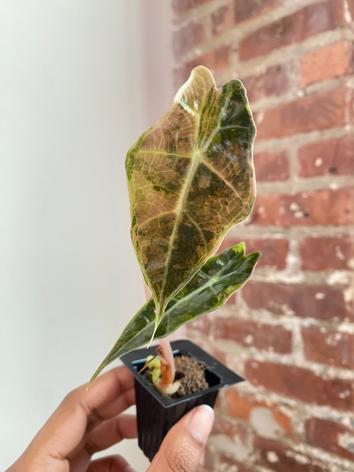 Alocasia Sanderiana Bull 3795