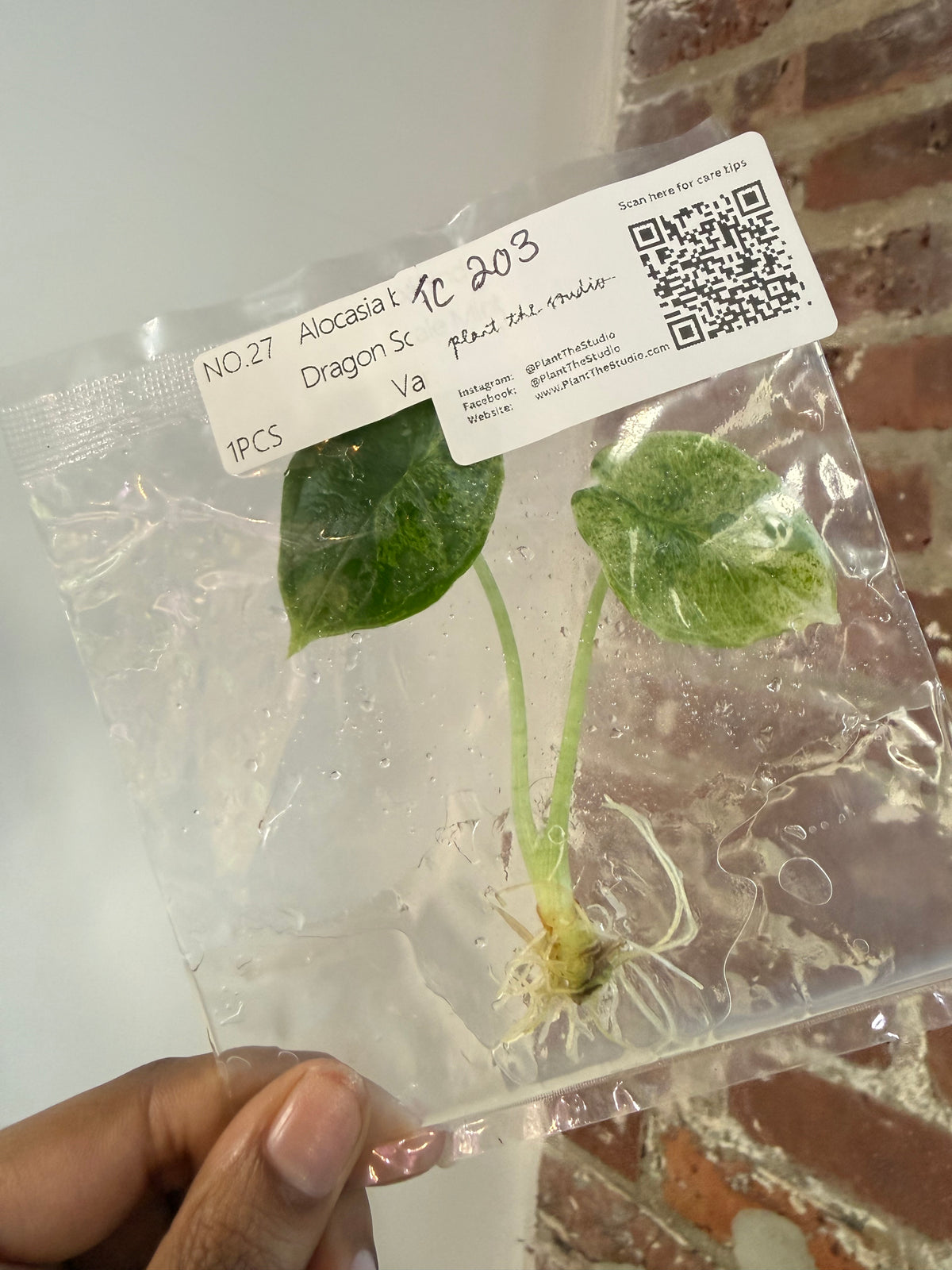 Alocasia Dragon Scale Mint  TCS 203