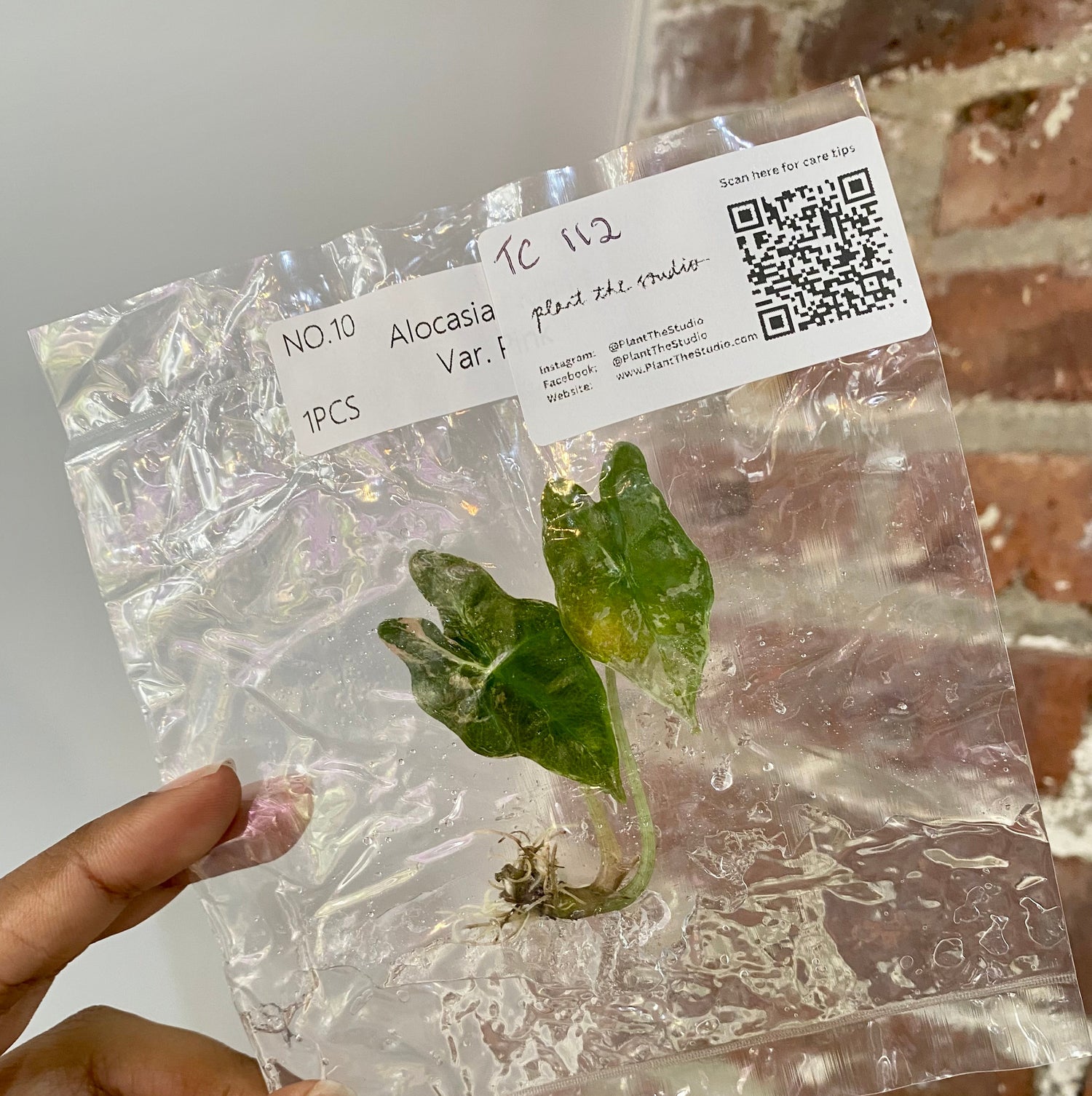 Alocasia Pink Nobilis TCS 112