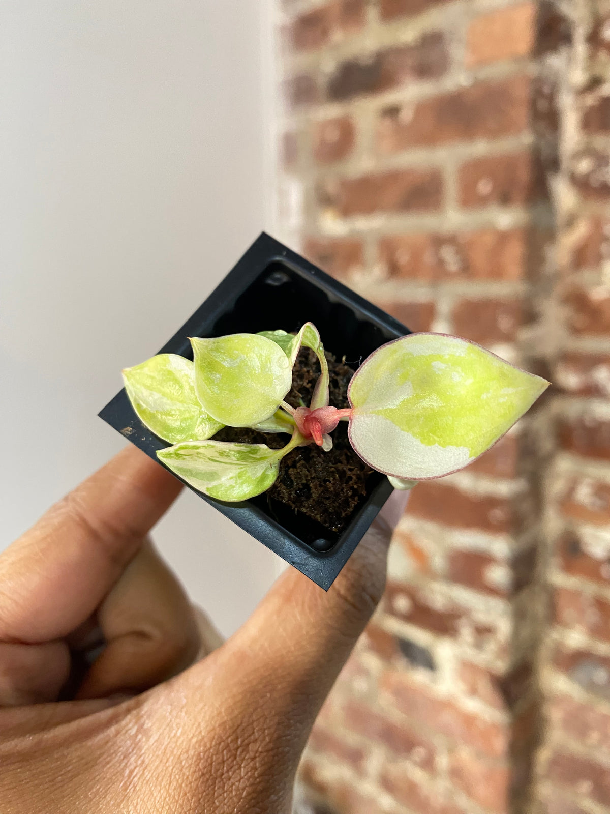 Philodendron Billietiae Var. 3655