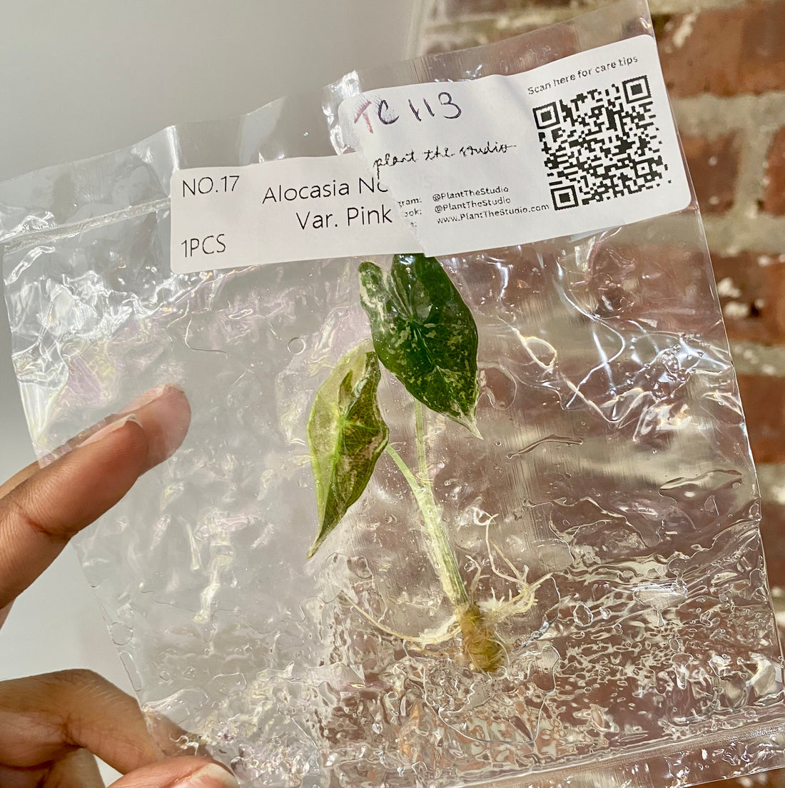 Alocasia Pink Nobilis TCS 113