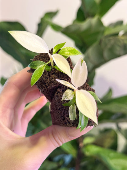 Philodendron Florida Ghost (Grower&