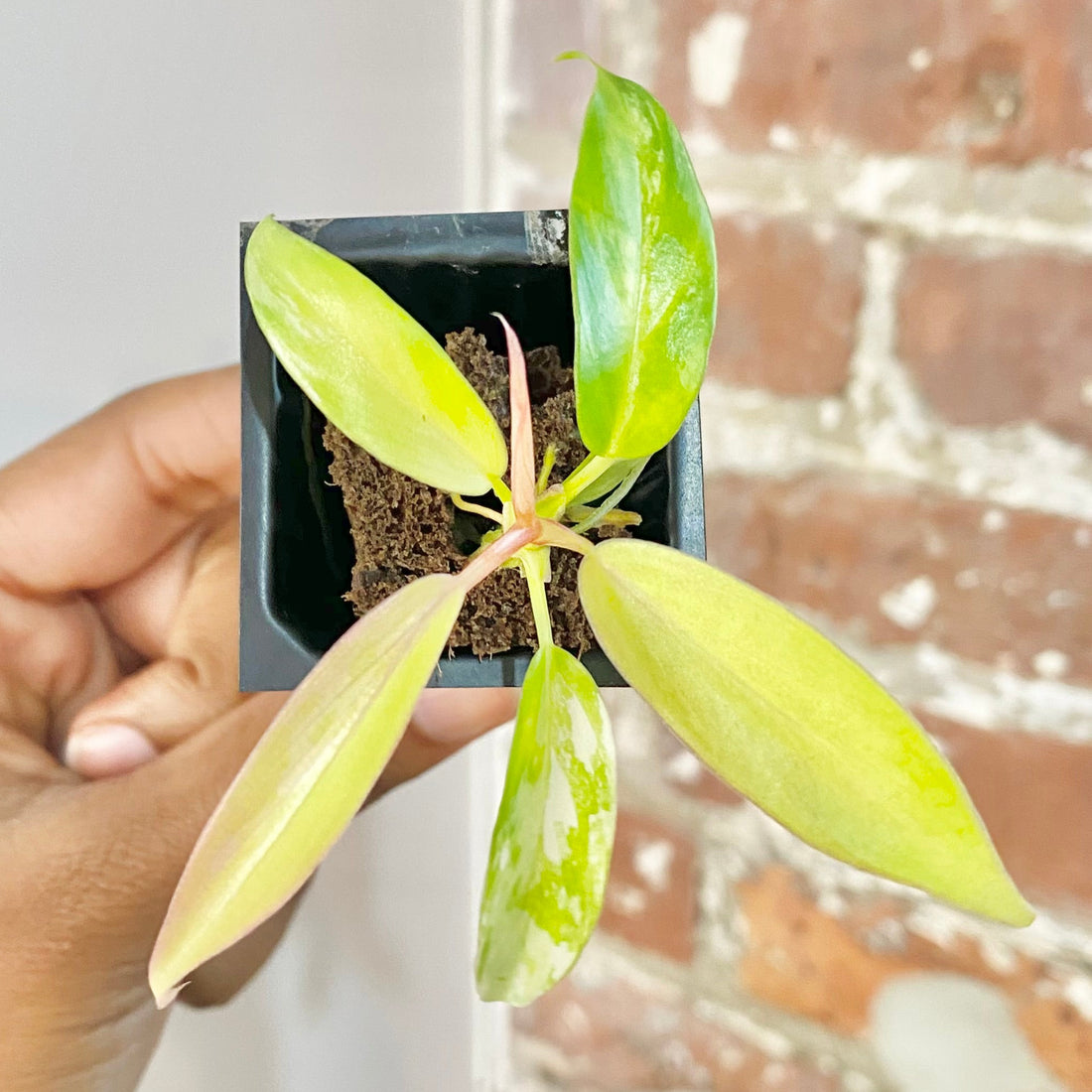 Philodendron Florida Beauty x Tortum 4435