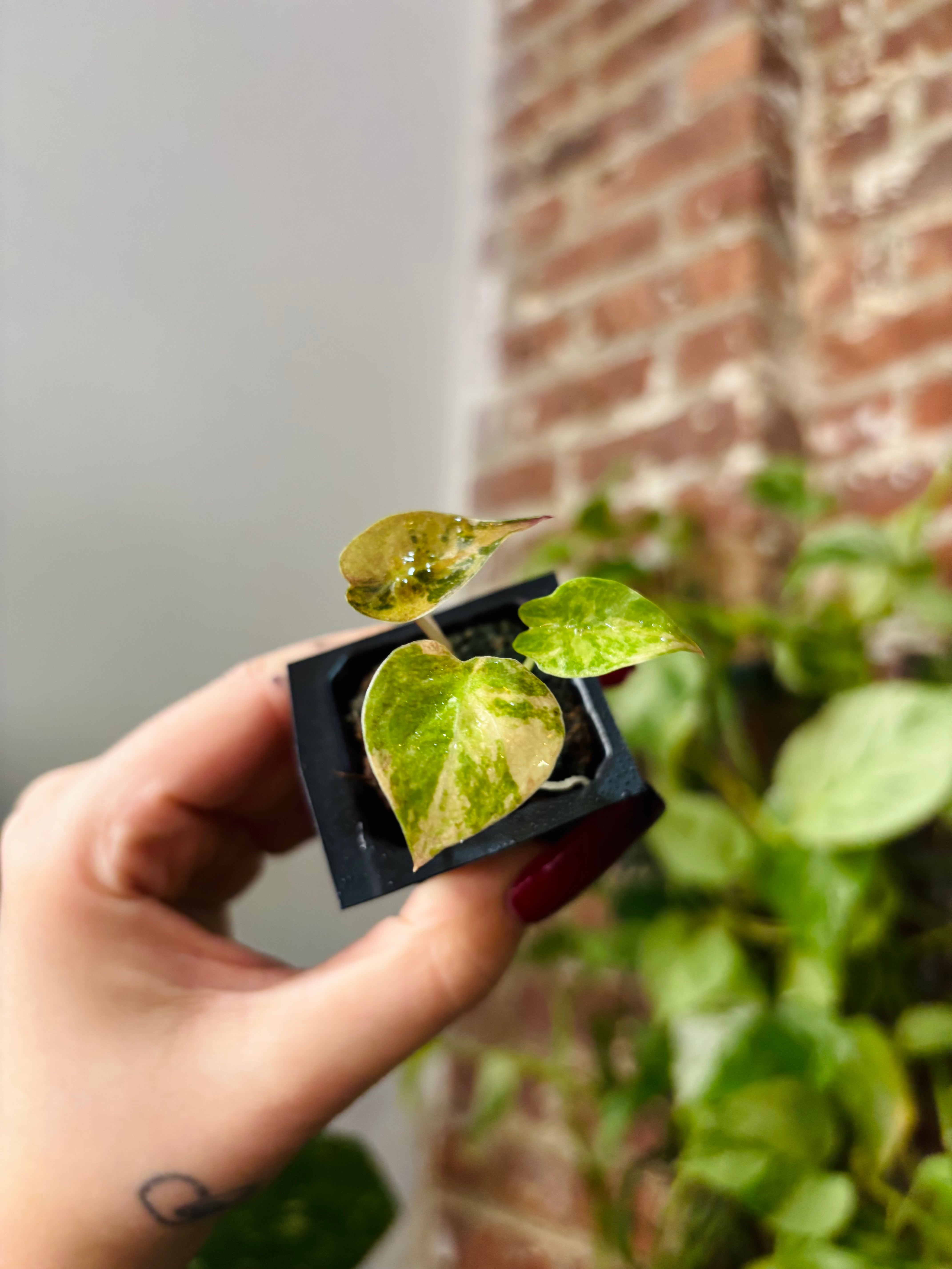 Products – Page 4 – PlantTheStudio