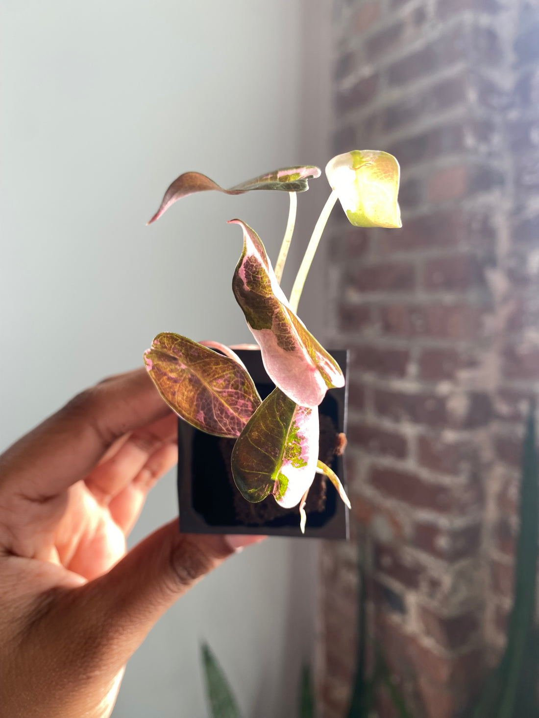 Alocasia Bambino Albo Pink 3553