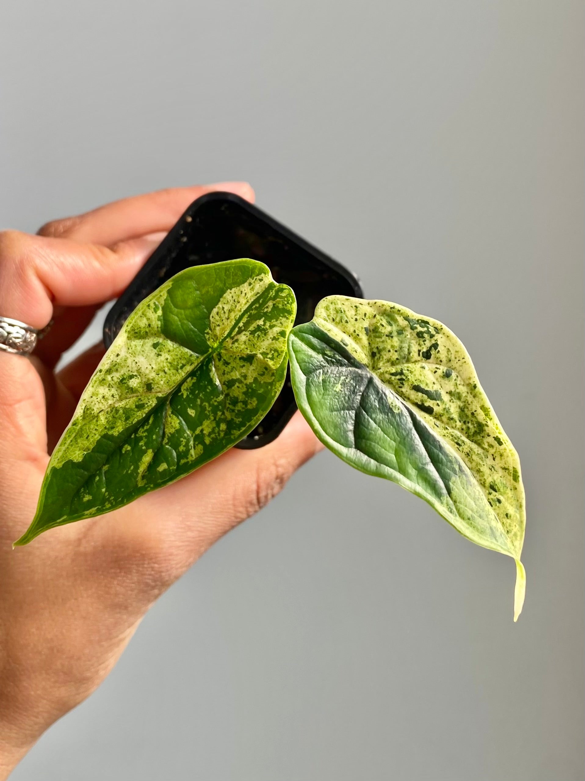 Alocasia Dragonscale Mint (Potted) 4599