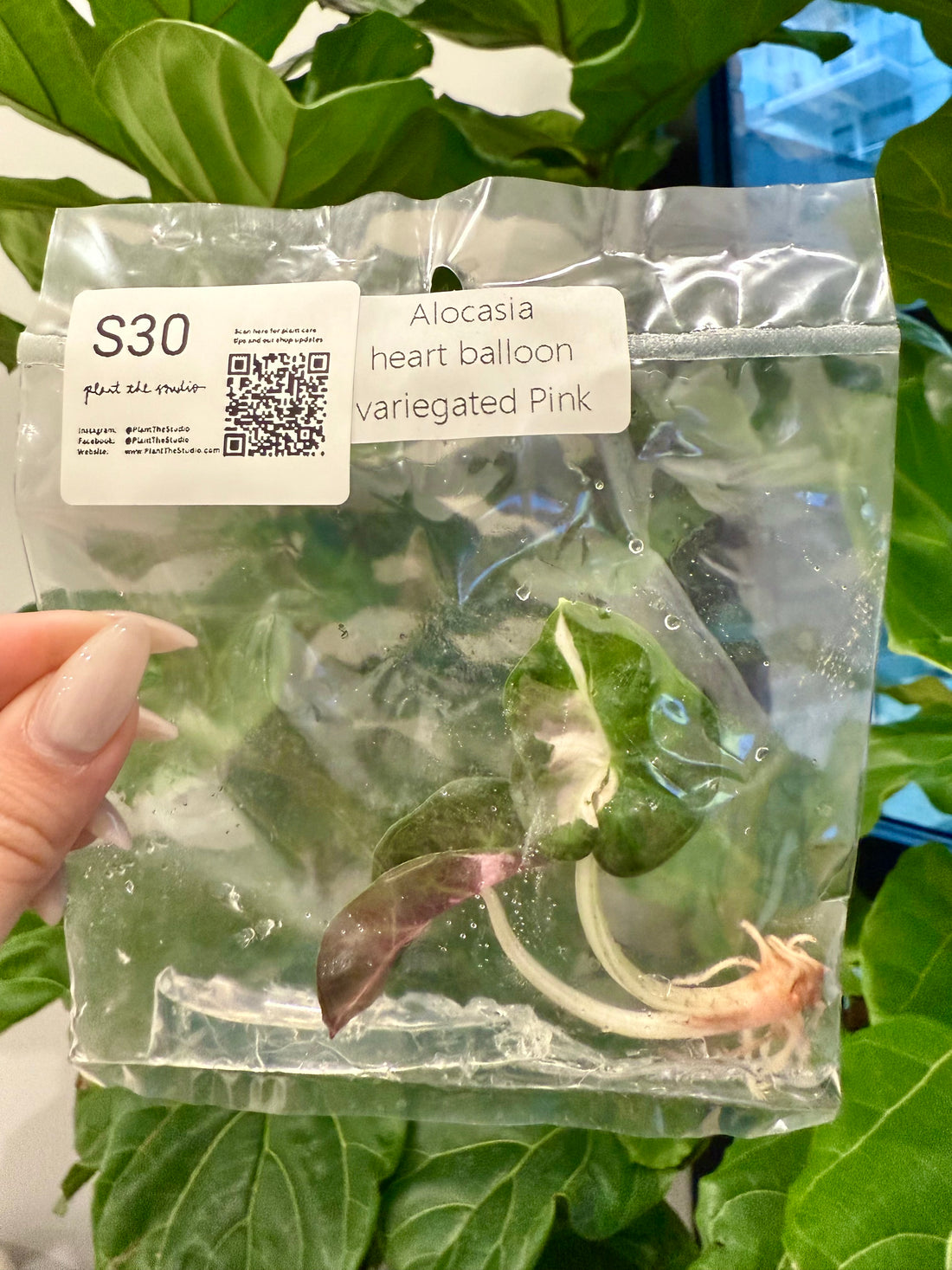 Alocasia Balloon Heart Pink Var TCS30