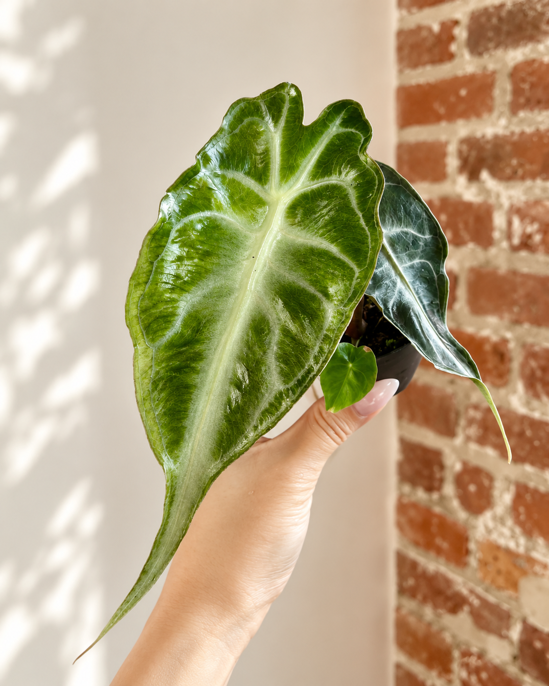 Alocasia Venom Potted (Grower&