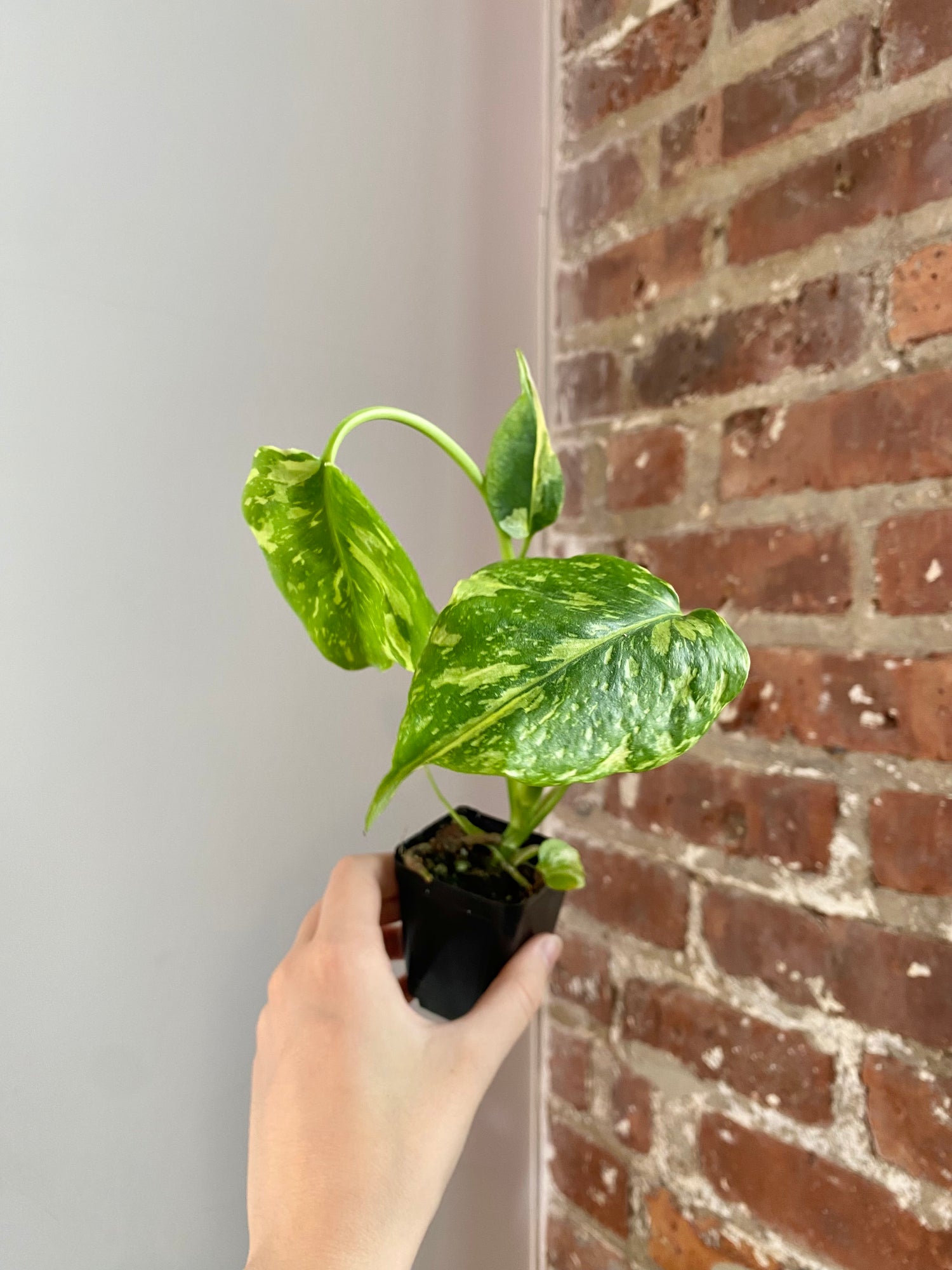 Monstera Electrolyte (Potted) 3039