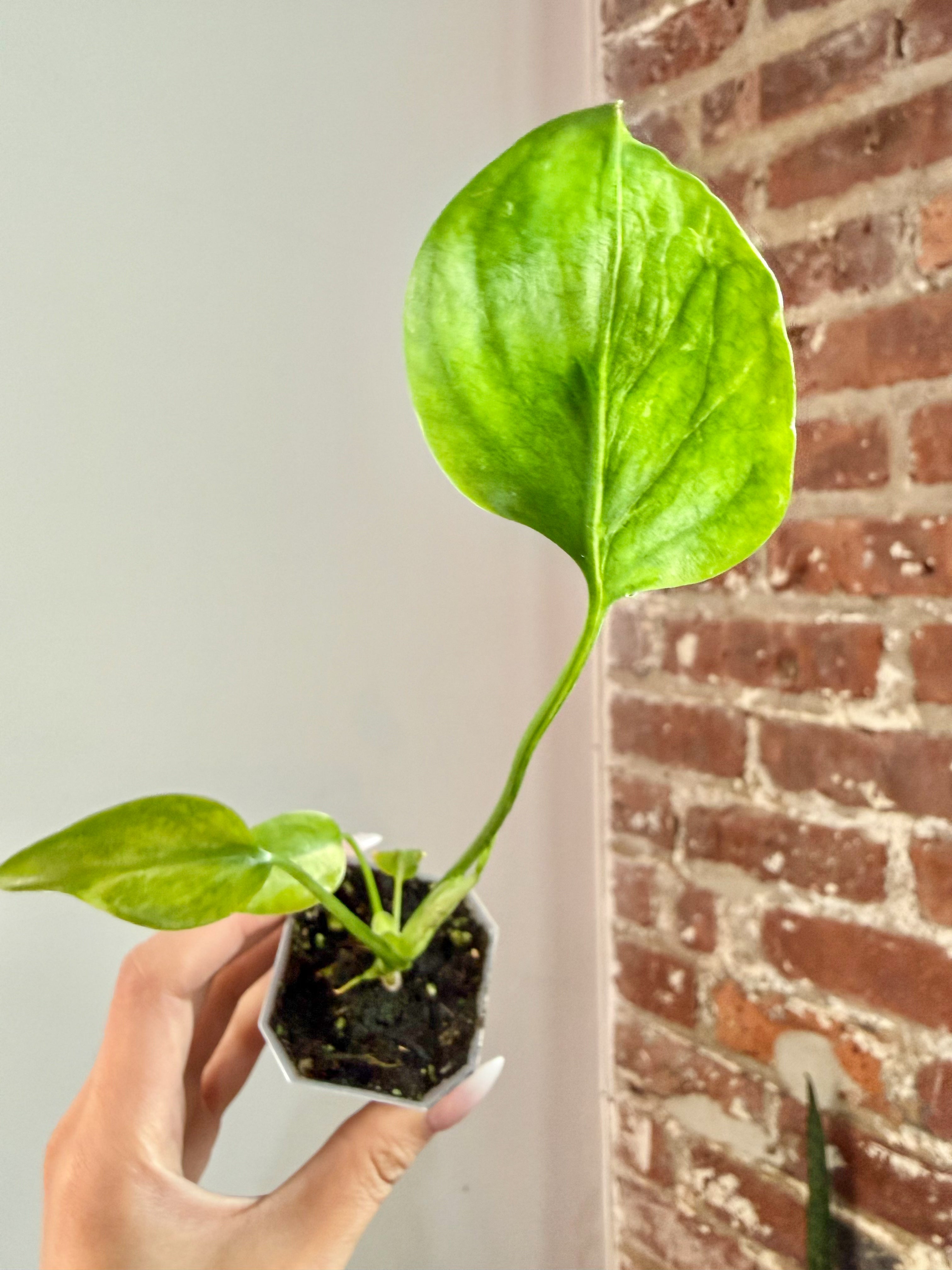 Monstera Bulbasaur Potted - Grower’s Choice