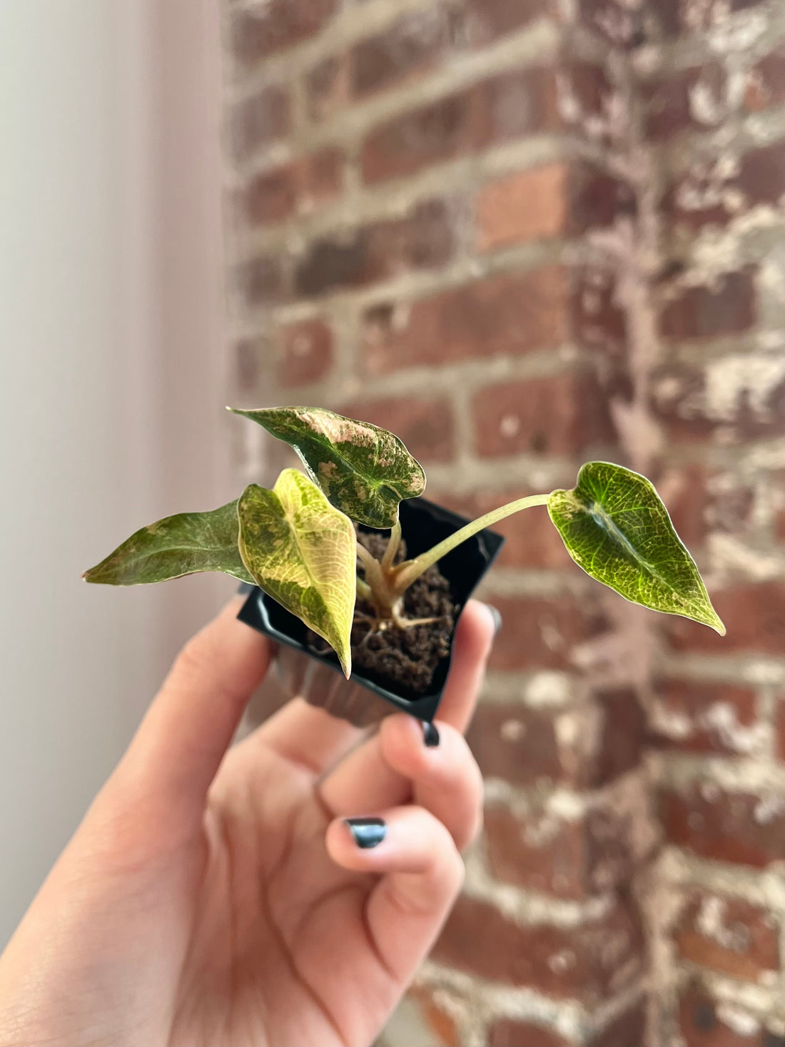 Alocasia Bambino Aurea 4591