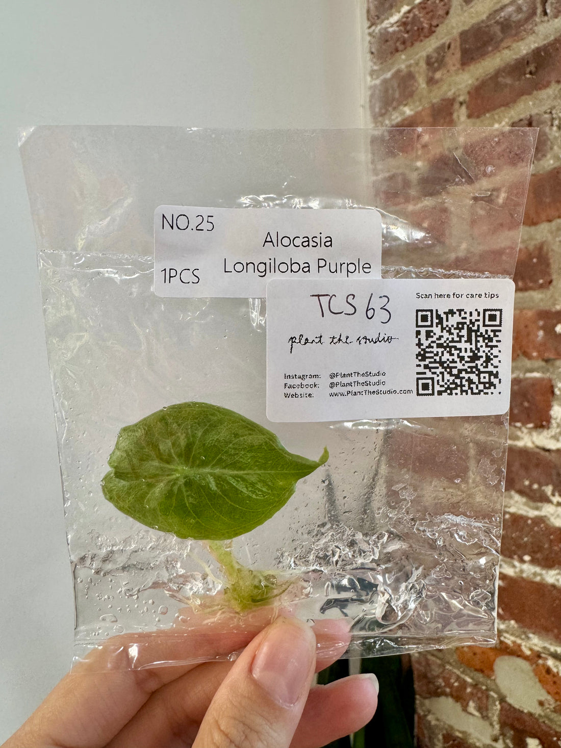 Alocasia Longiloba Purple TCS 63