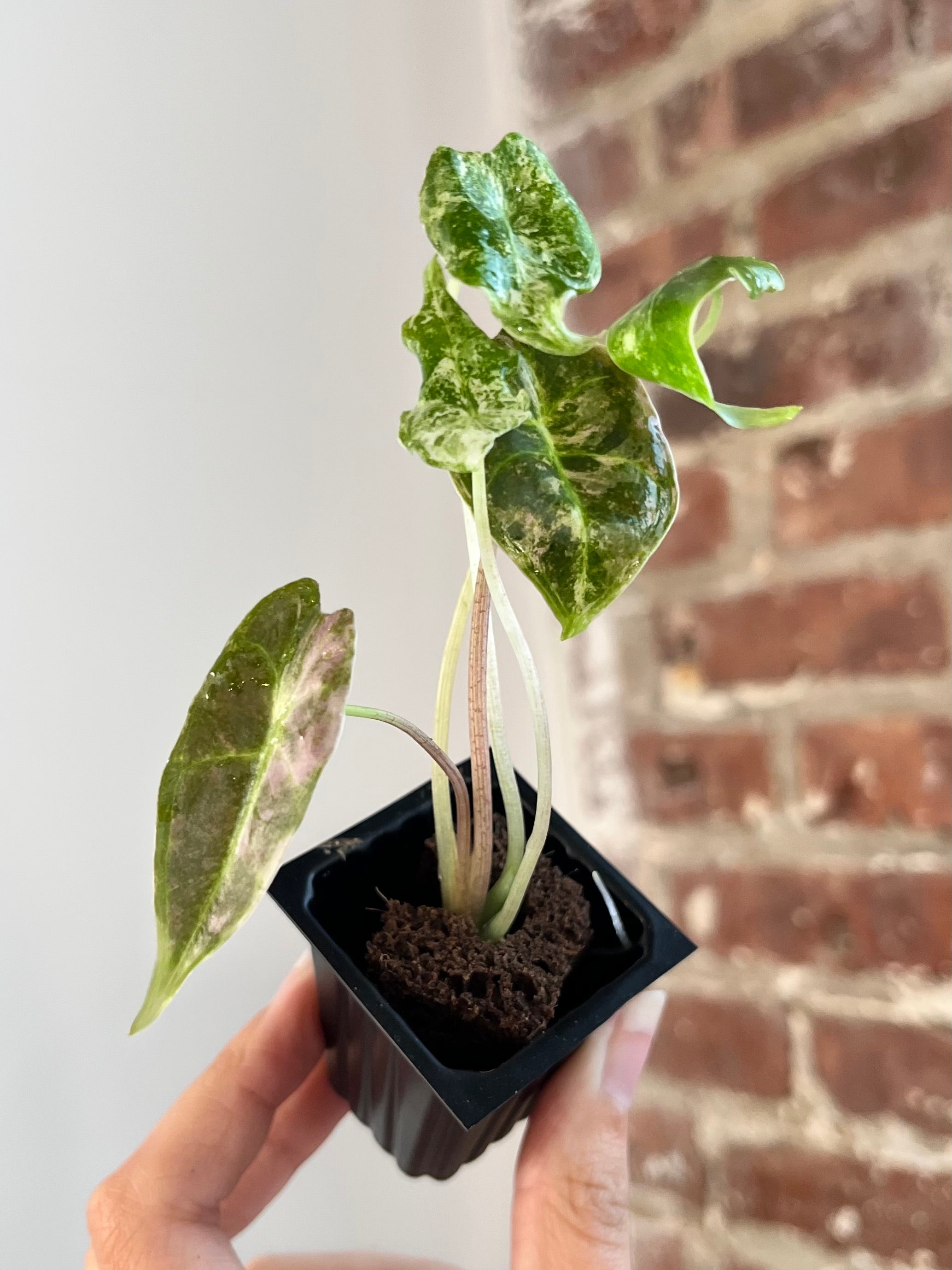 Alocasia Black Satun "Stardust" 8866