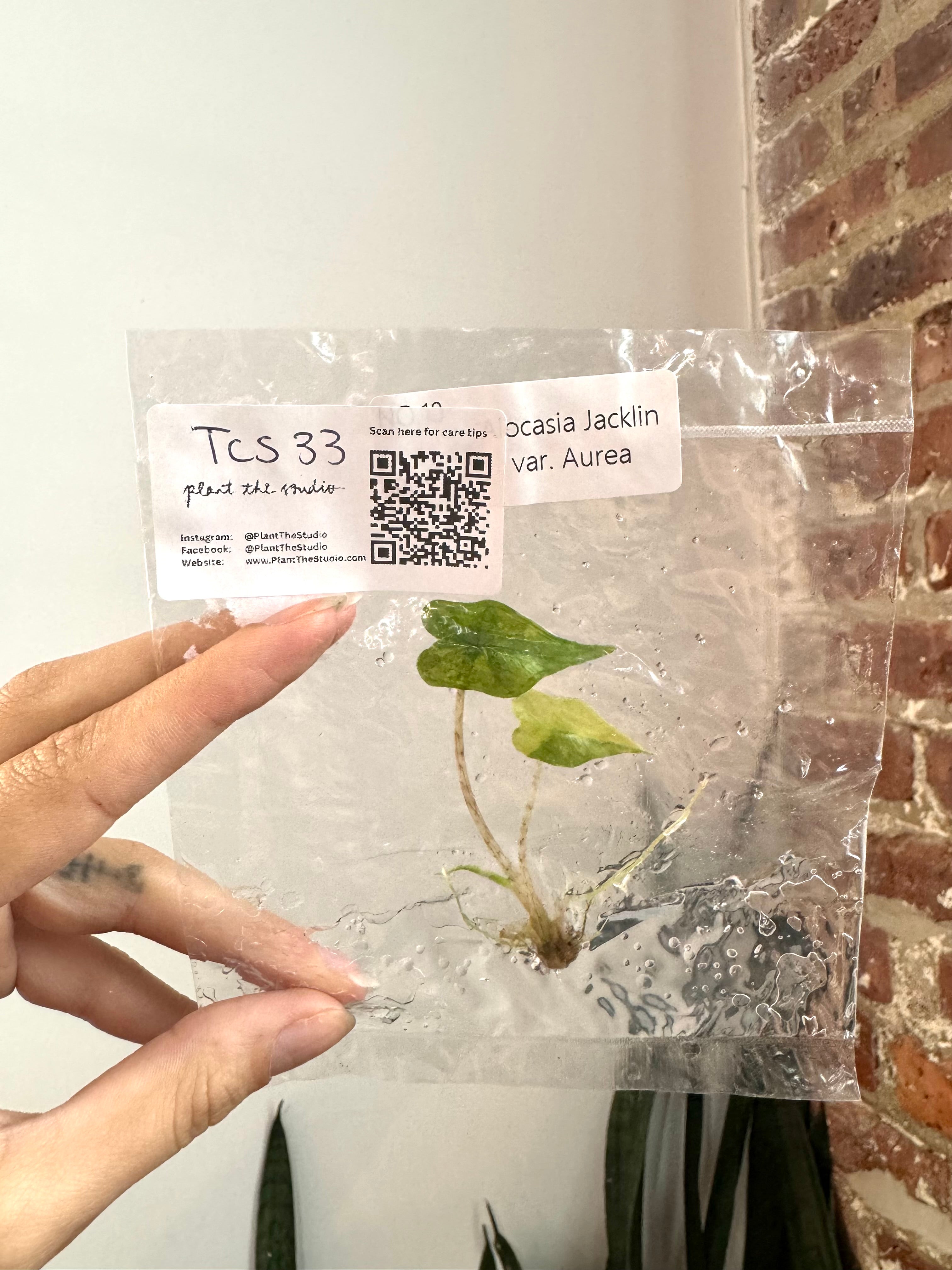 Products – Page 2 – PlantTheStudio