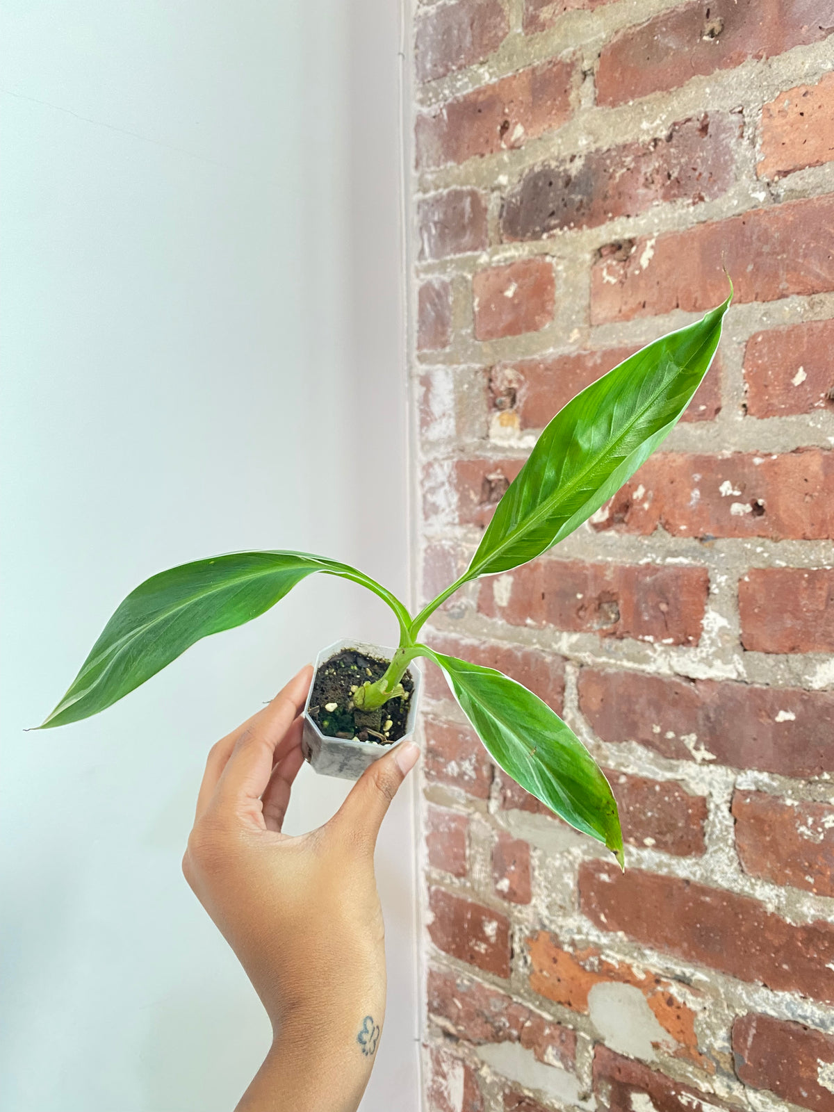 Musa Florida Variegated Potted 3804