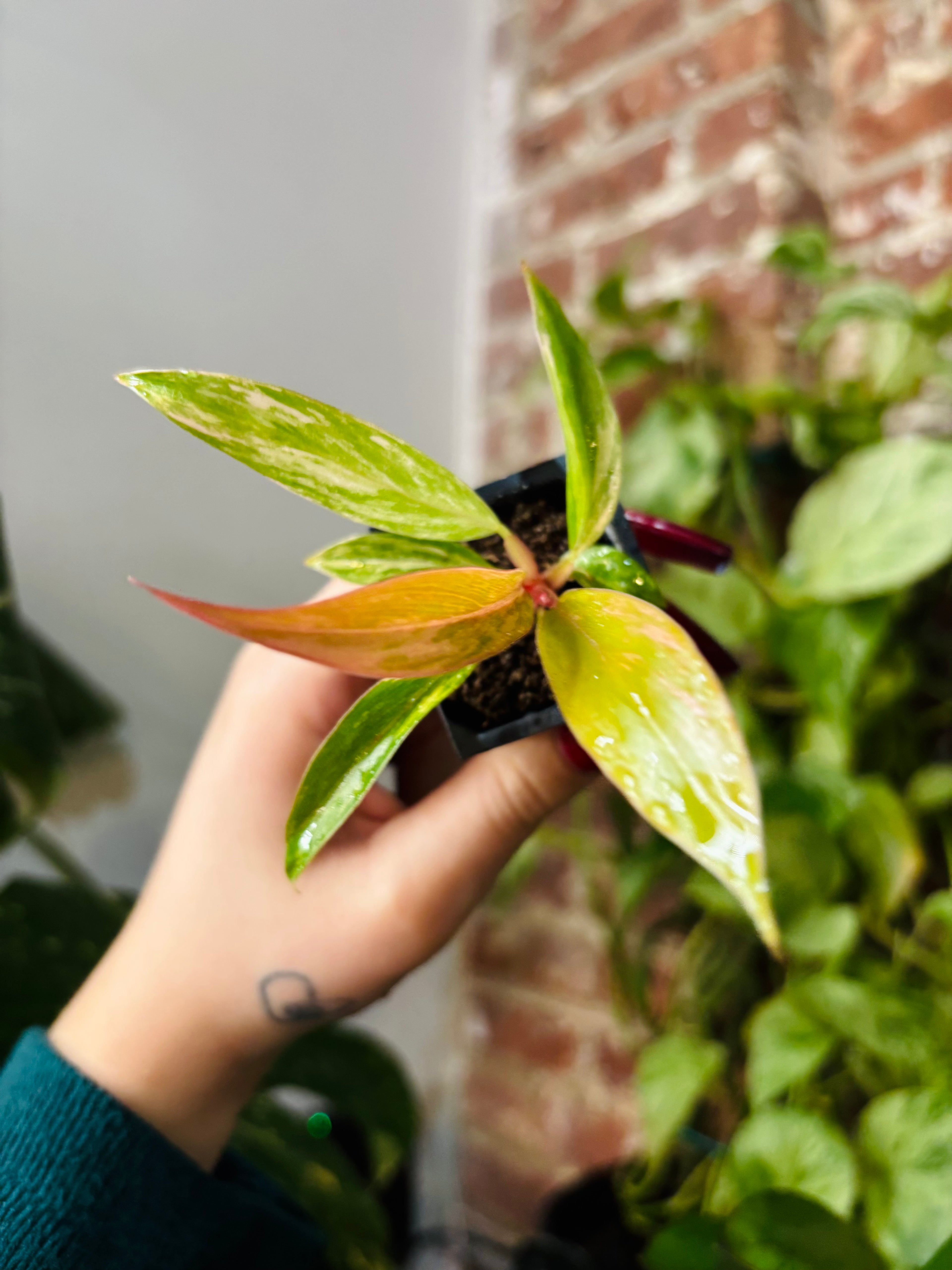 Philodendron Caramel Marble 0962