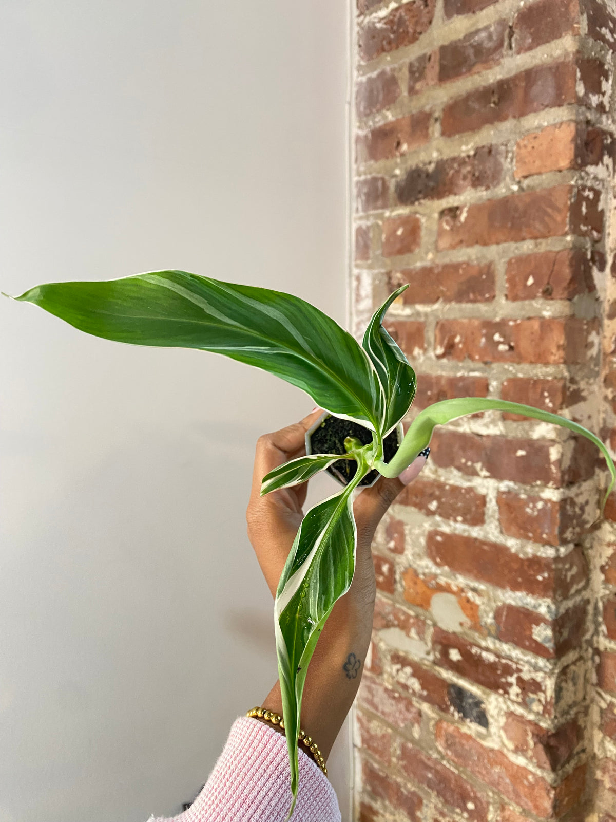 Musa Florida Variegated Potted 3646