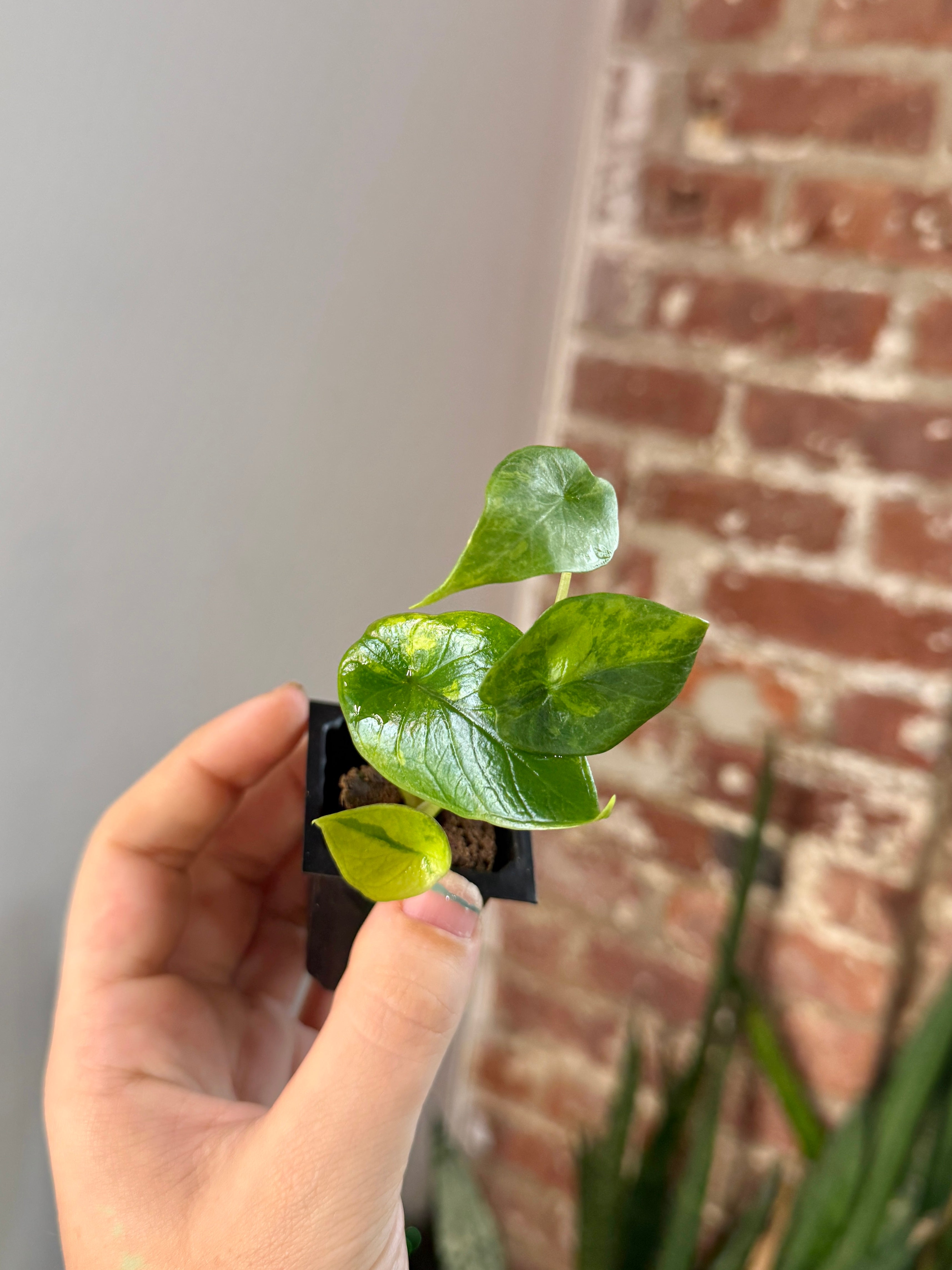 Alocasia Scalprum Aurea 3153