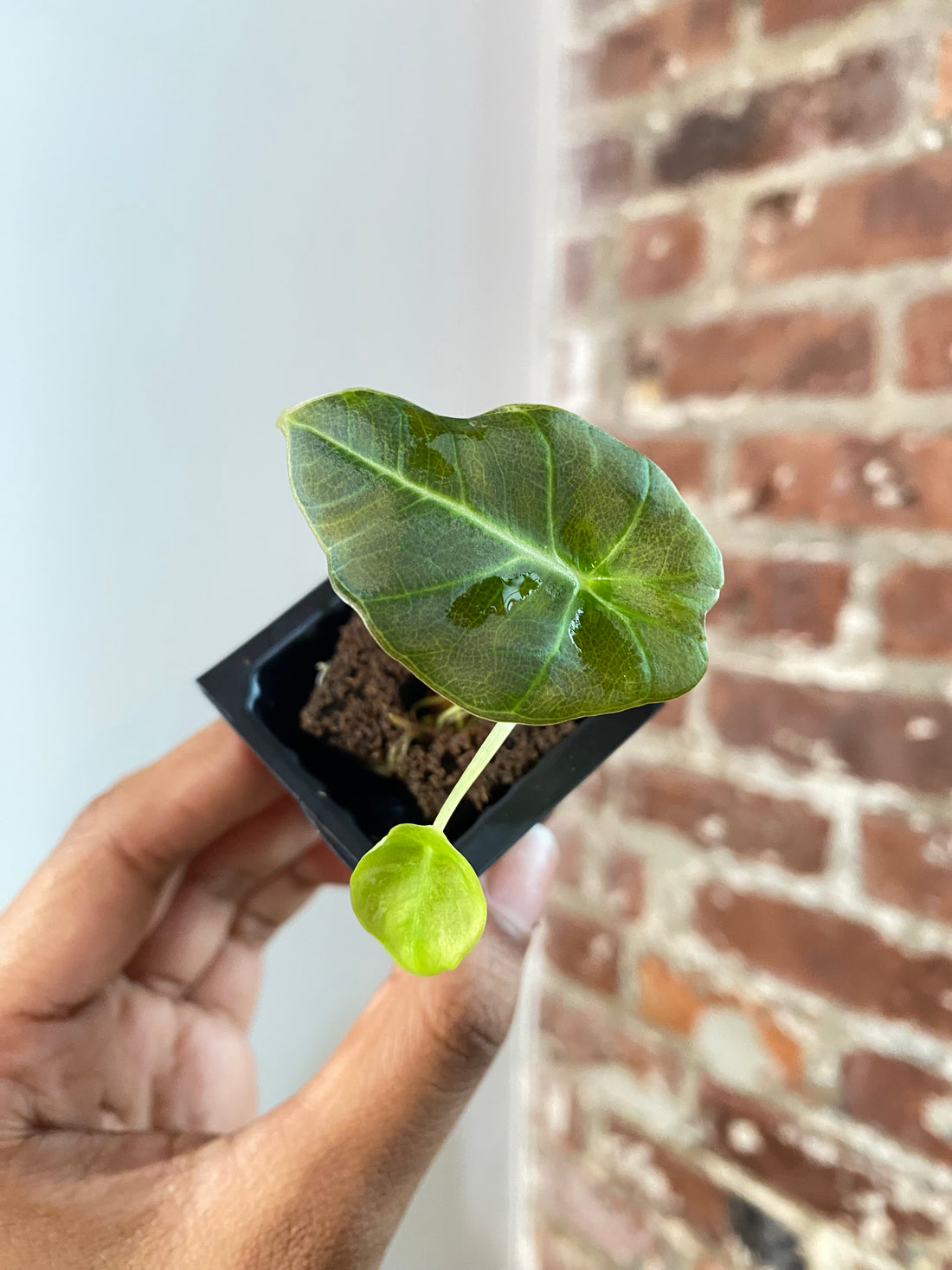 Alocasia Pink Black Velvet 3686