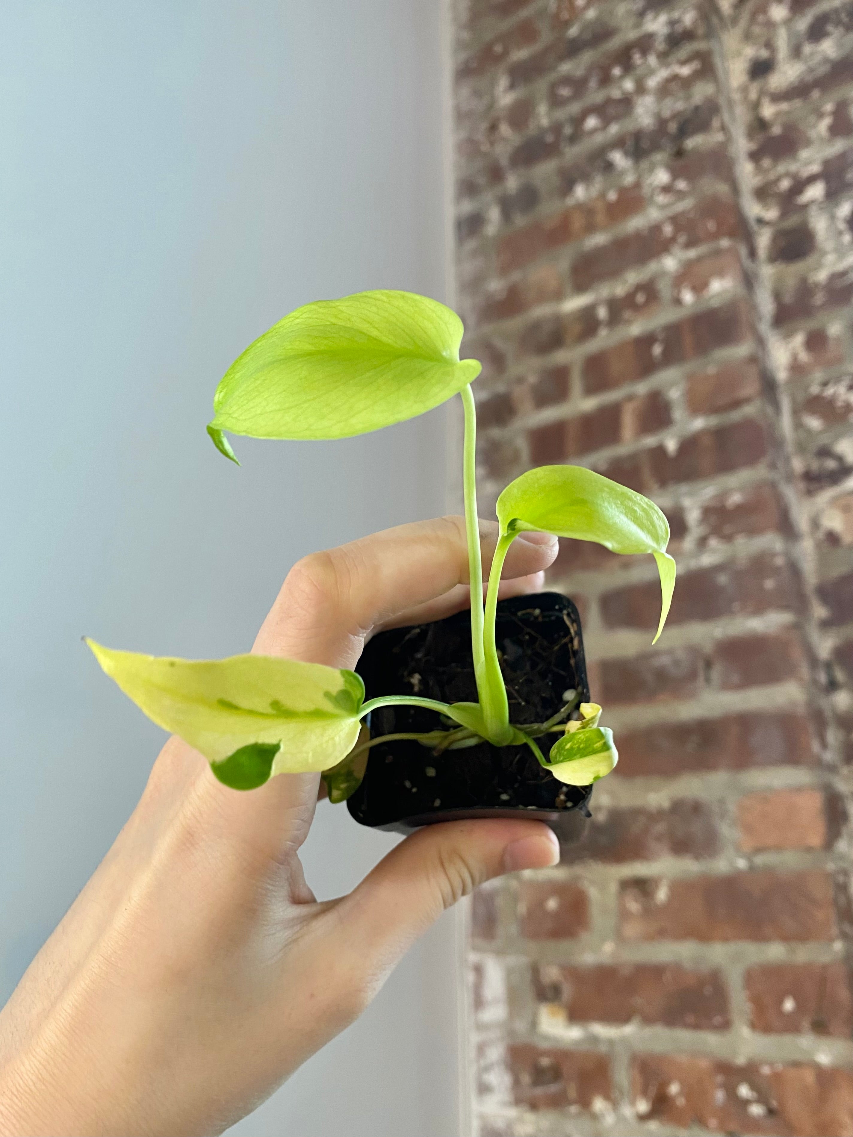 Monstera Electrolyte (Potted) 3151