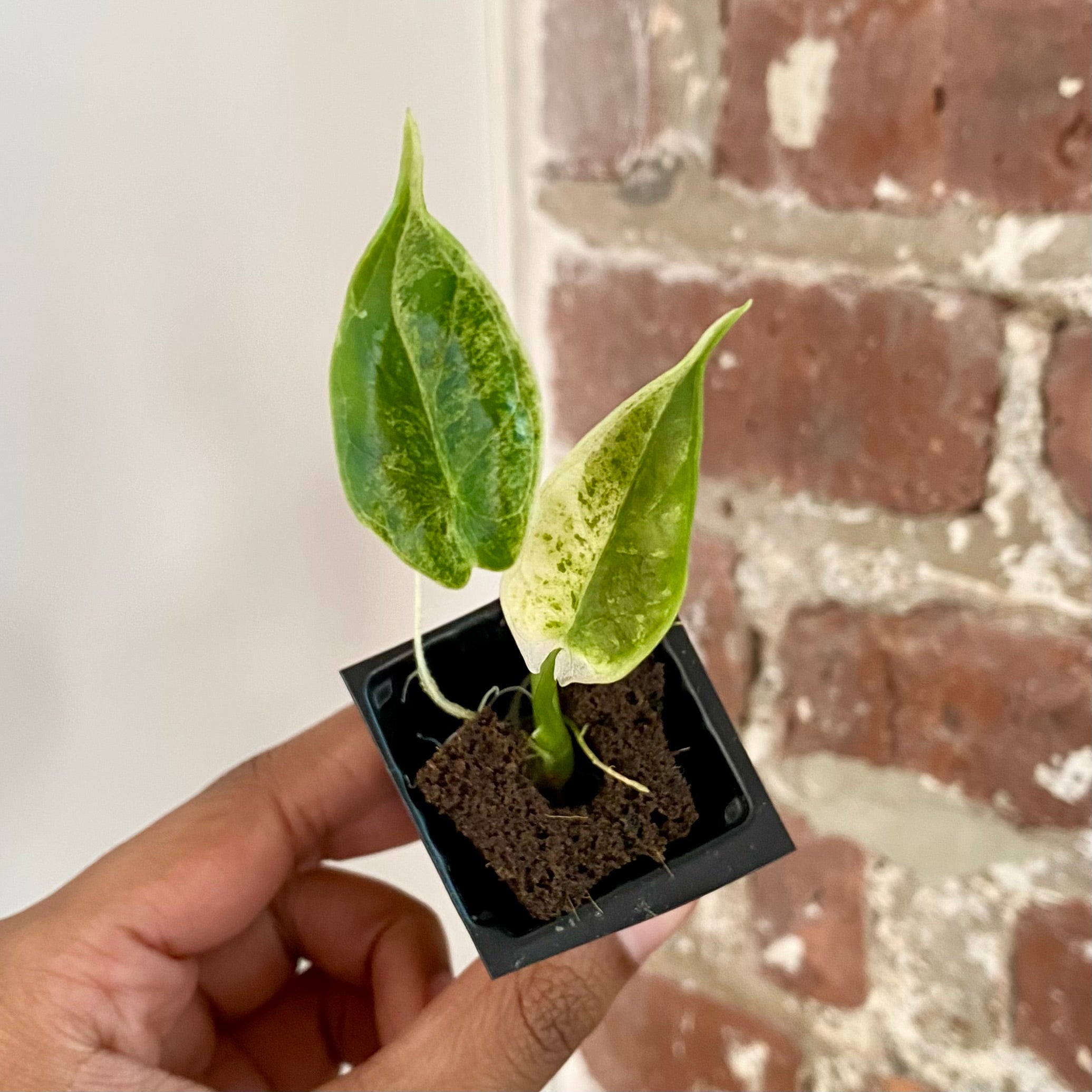 Alocasia Dragonscale Mint Variegated 4299