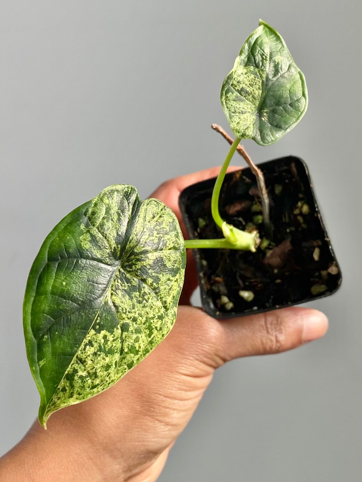 Alocasia Dragonscale Mint (Potted) 4602