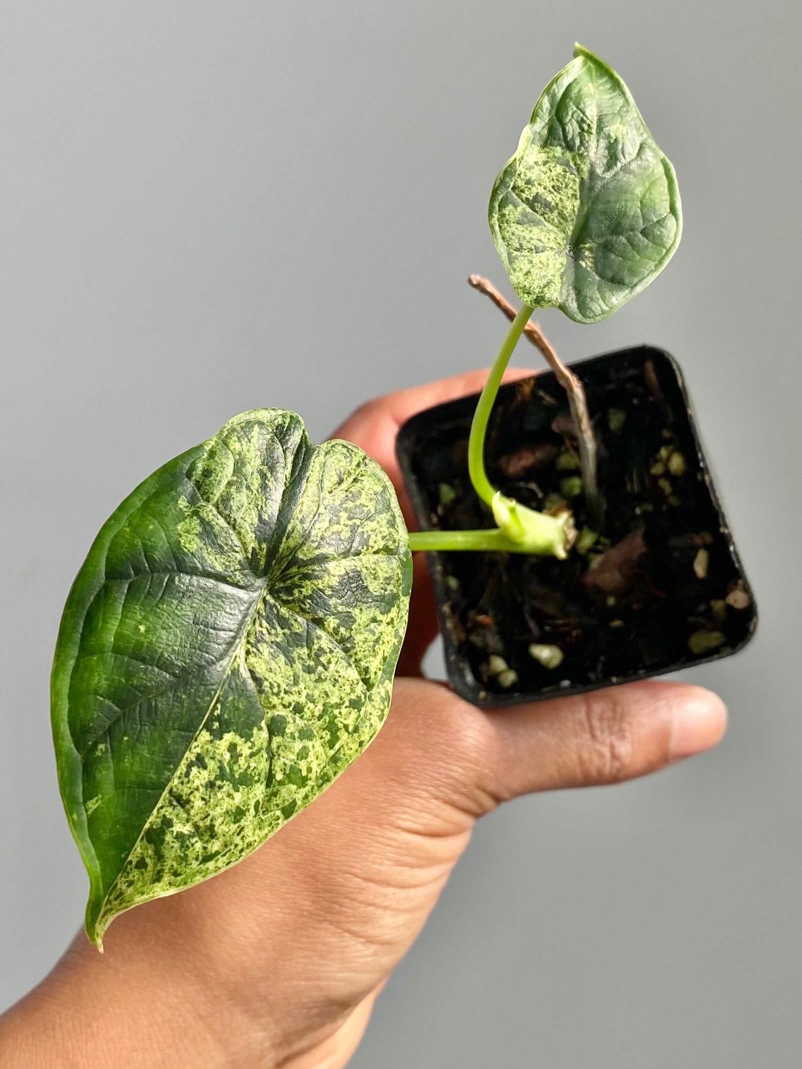 Alocasia Dragonscale Mint (Potted) 4602