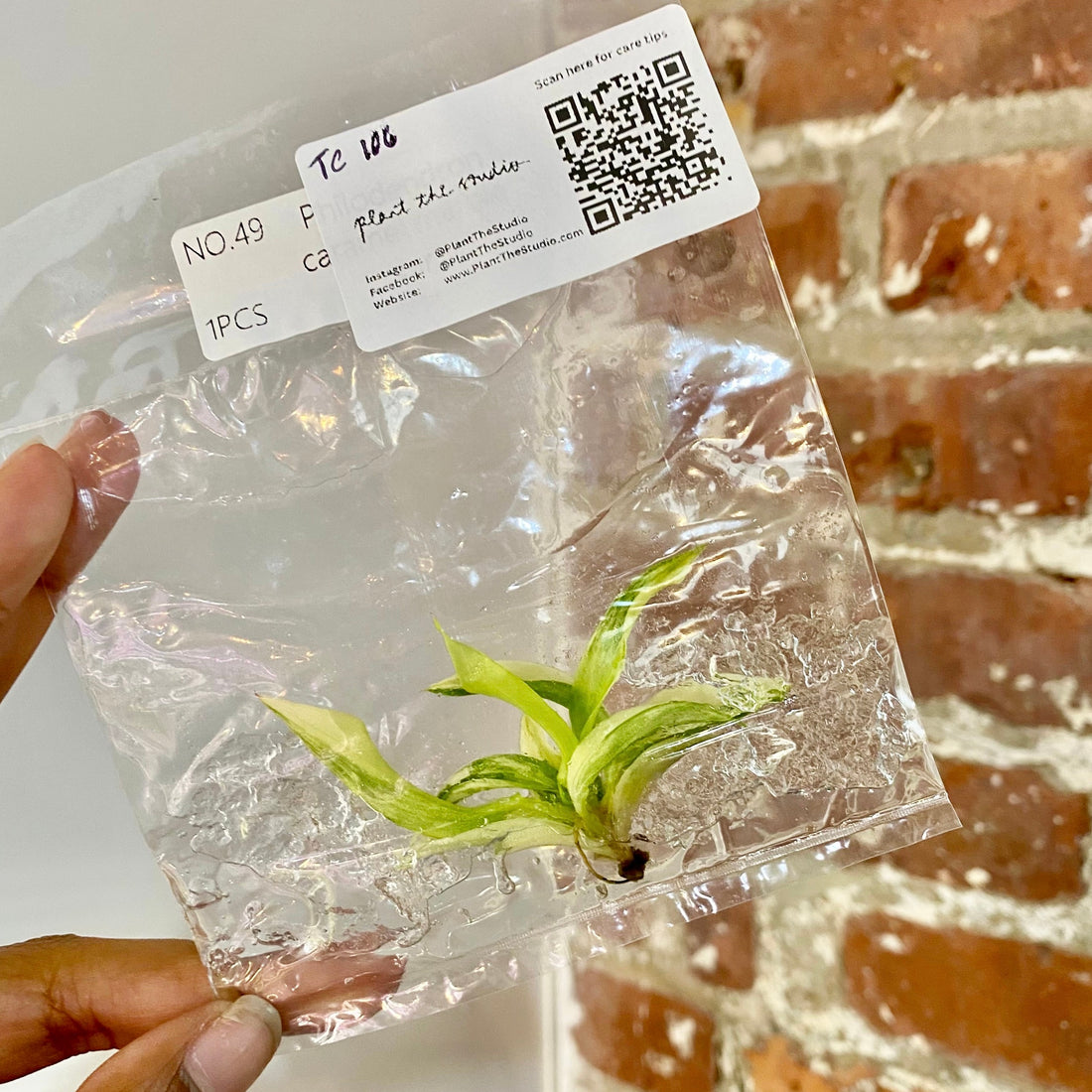 Philodendron Caramel Marble Var. TCS 106