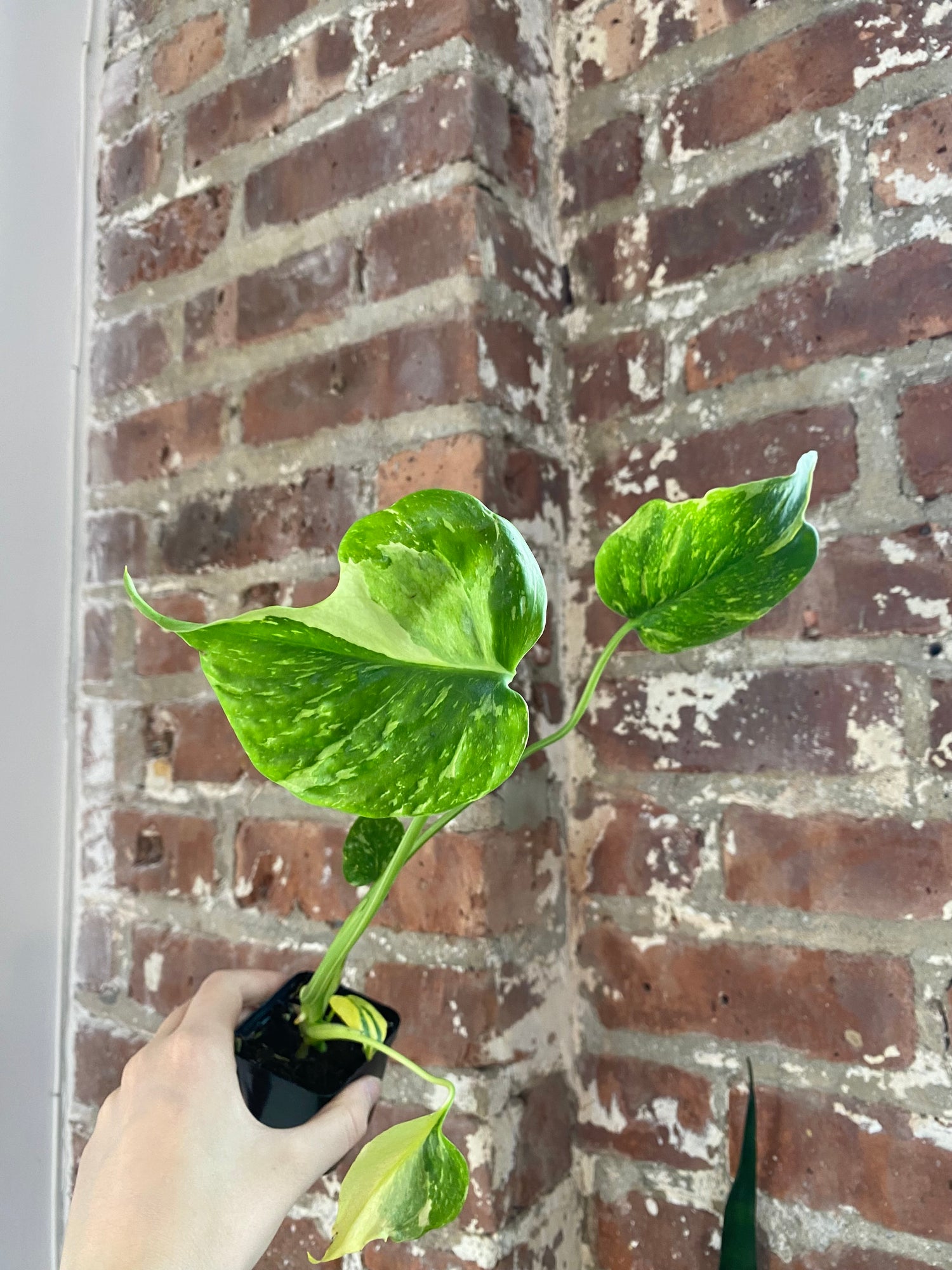 Monstera Electrolyte (Potted) 3038