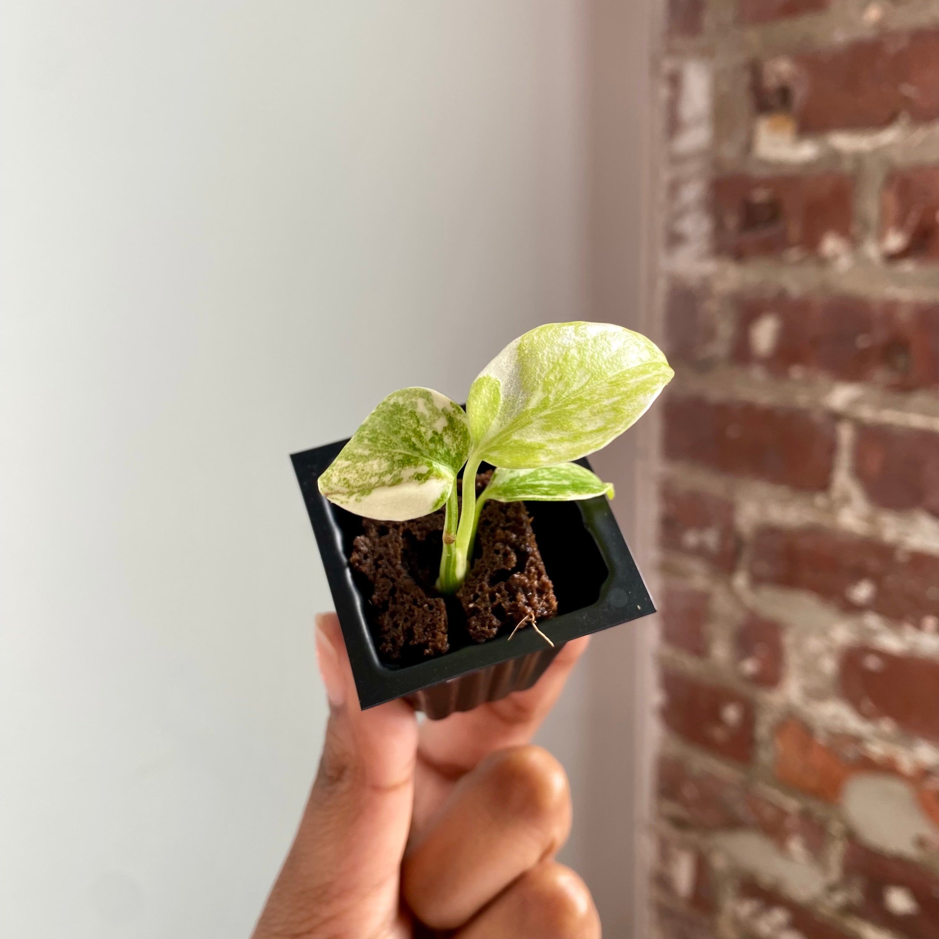 Monstera Legacy 4029