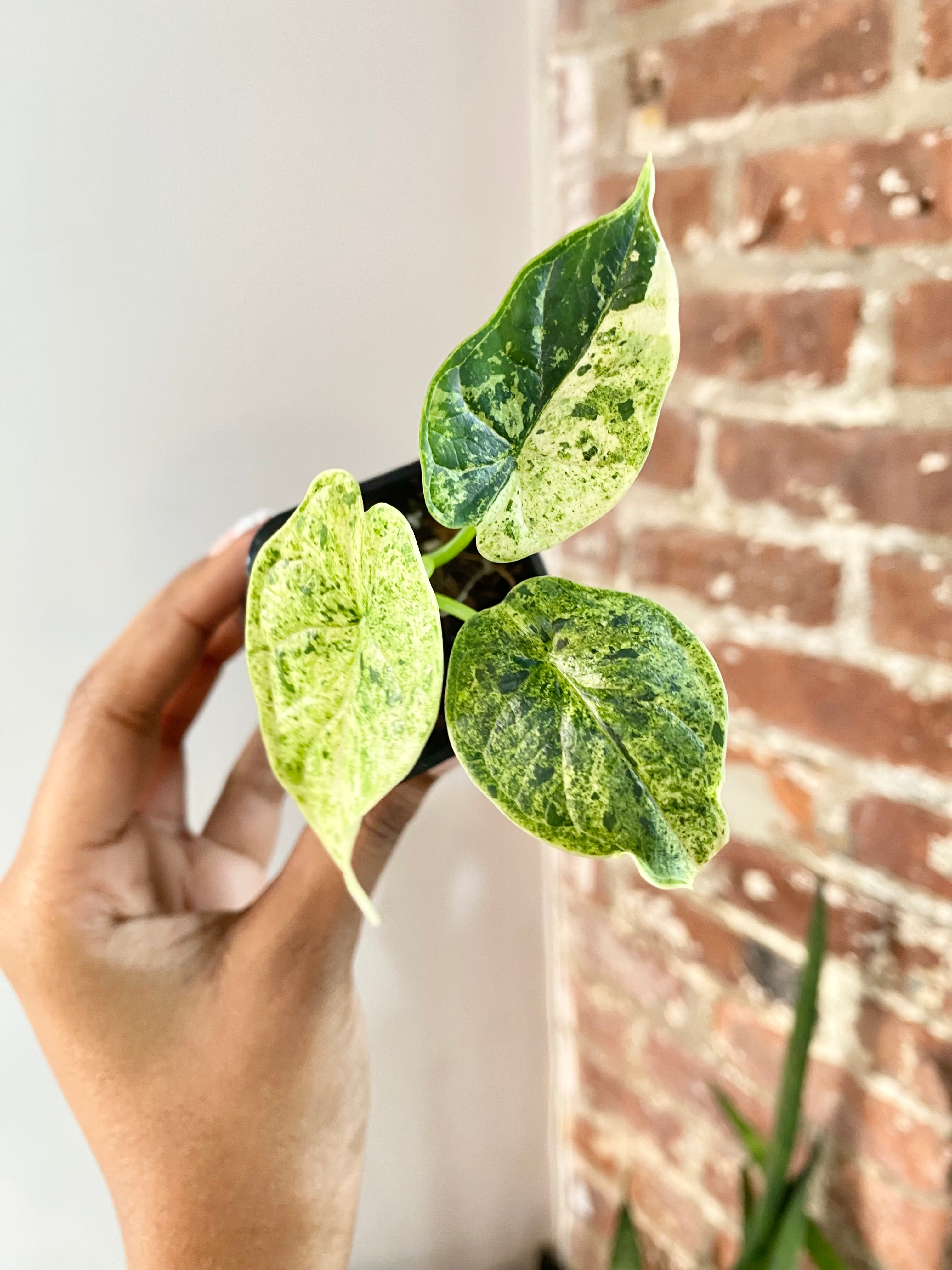 Alocasia Dragonscale Mint (Potted) 4737