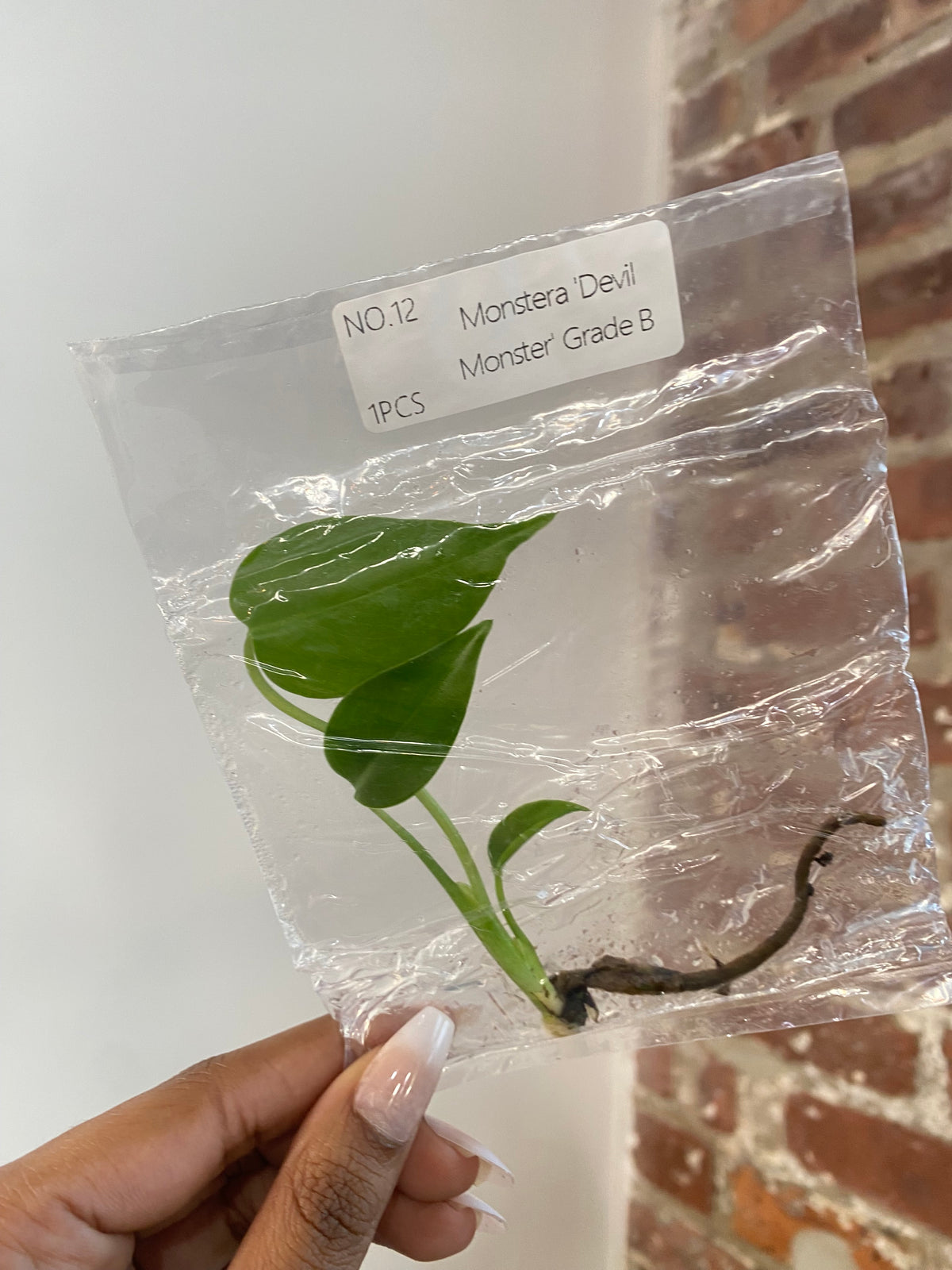 Monstera Devil Monster Grade B (Grower’s Choice TCS)