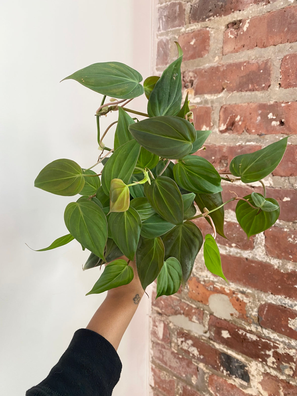 Philodendron Micans 4” Pot (Grower’s Choice)