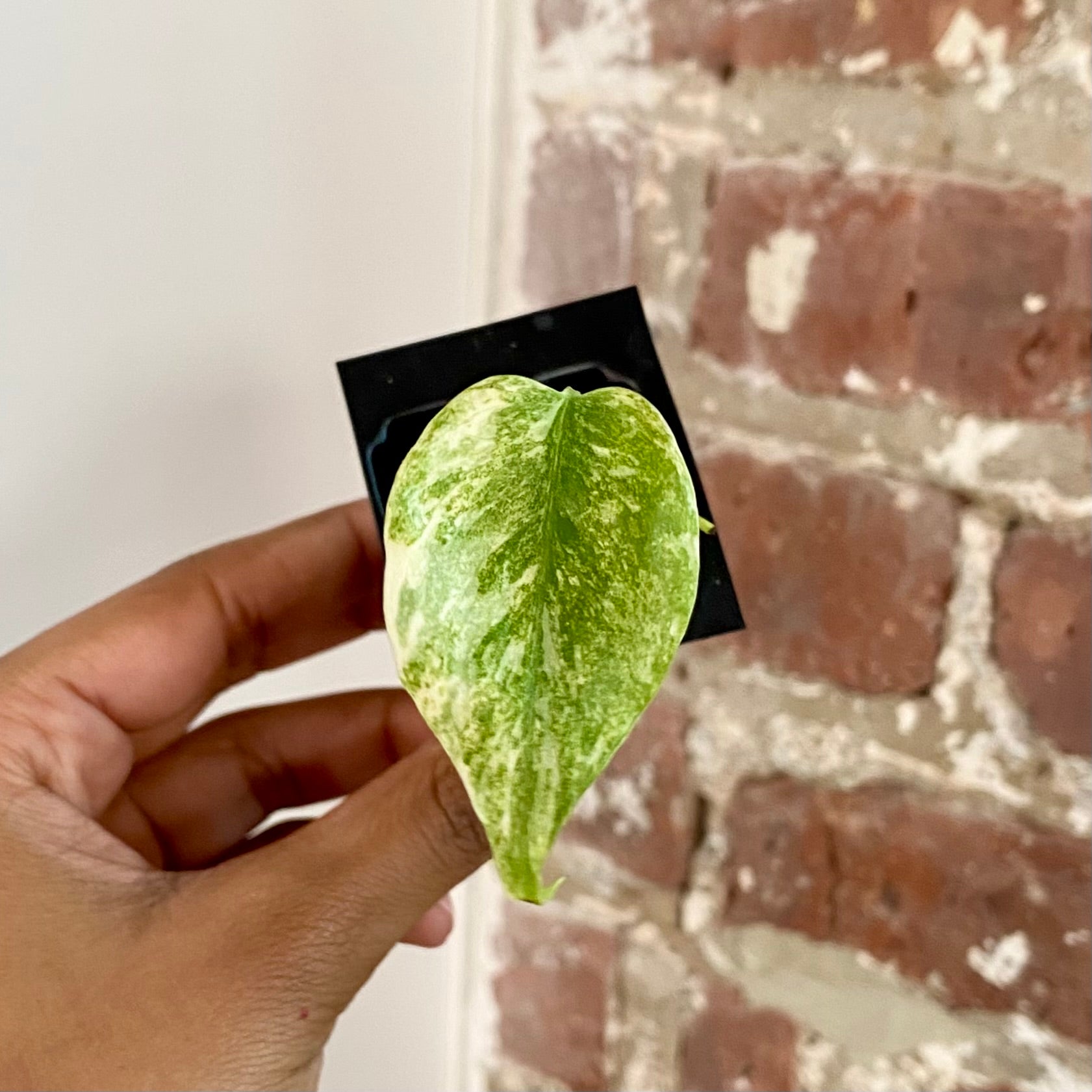 Monstera Legacy 4288