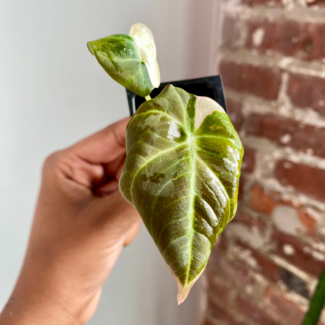 Alocasia Pink Black Velvet 4034