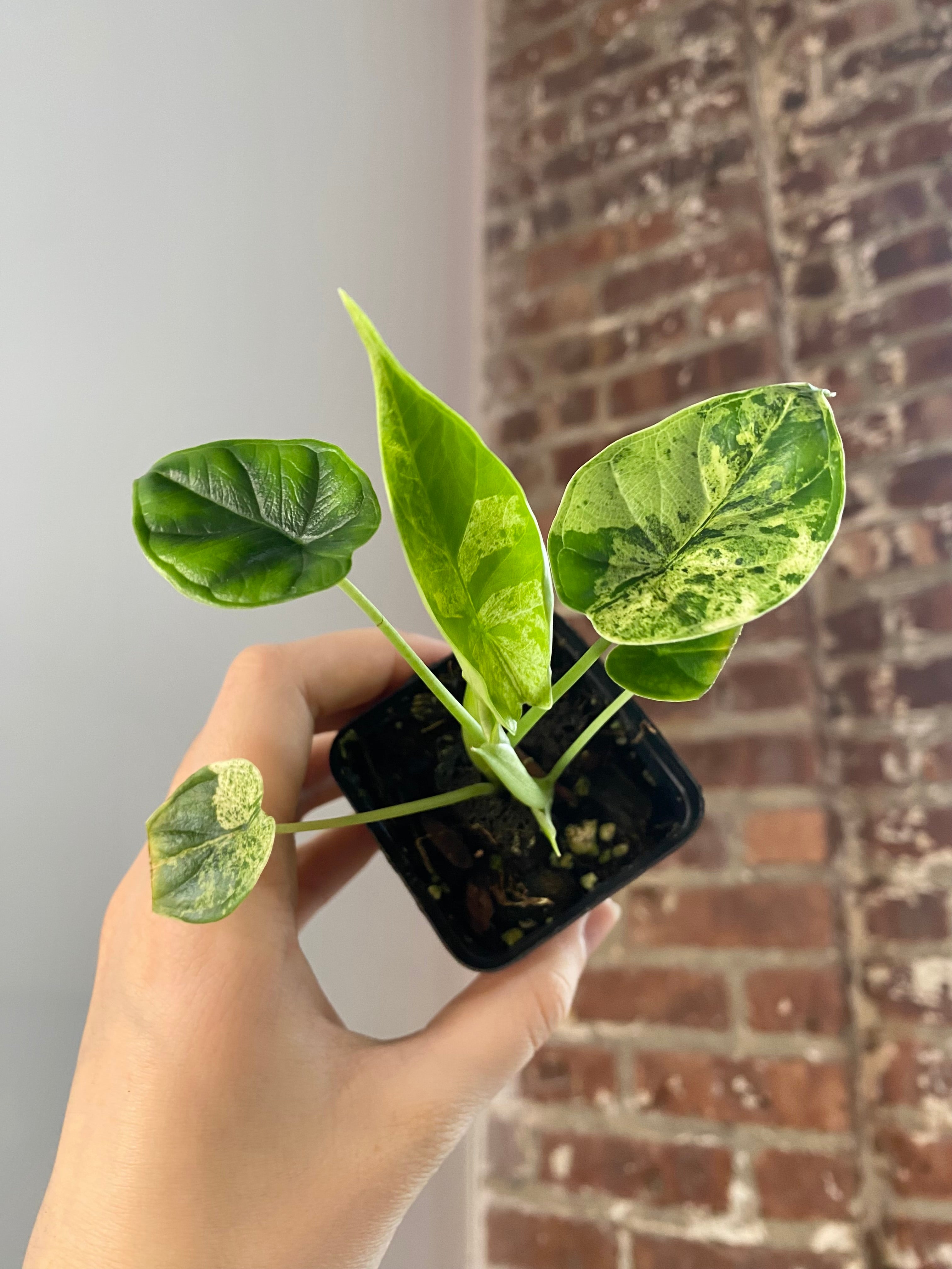 Alocasia Dragonscale Mint (Potted) 3148