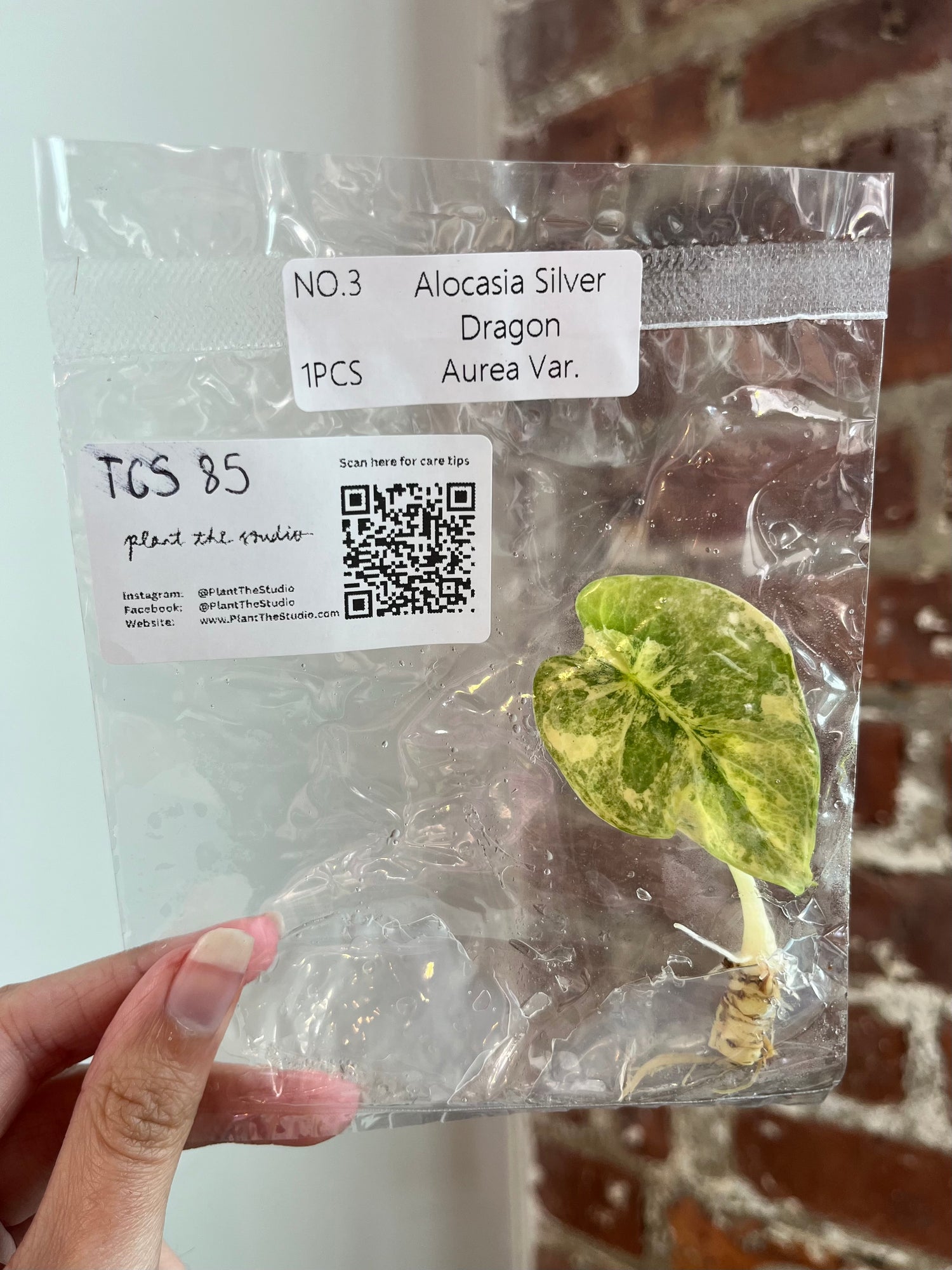Alocasia Silver Dragon Aurea TCS 85